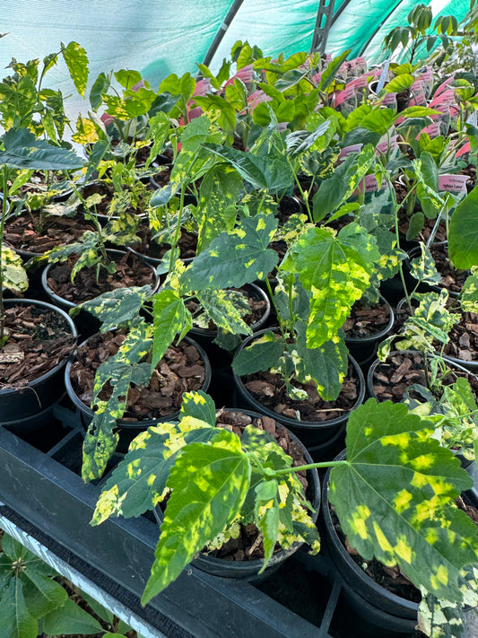 Abutilon × milleri 'Variegatum'