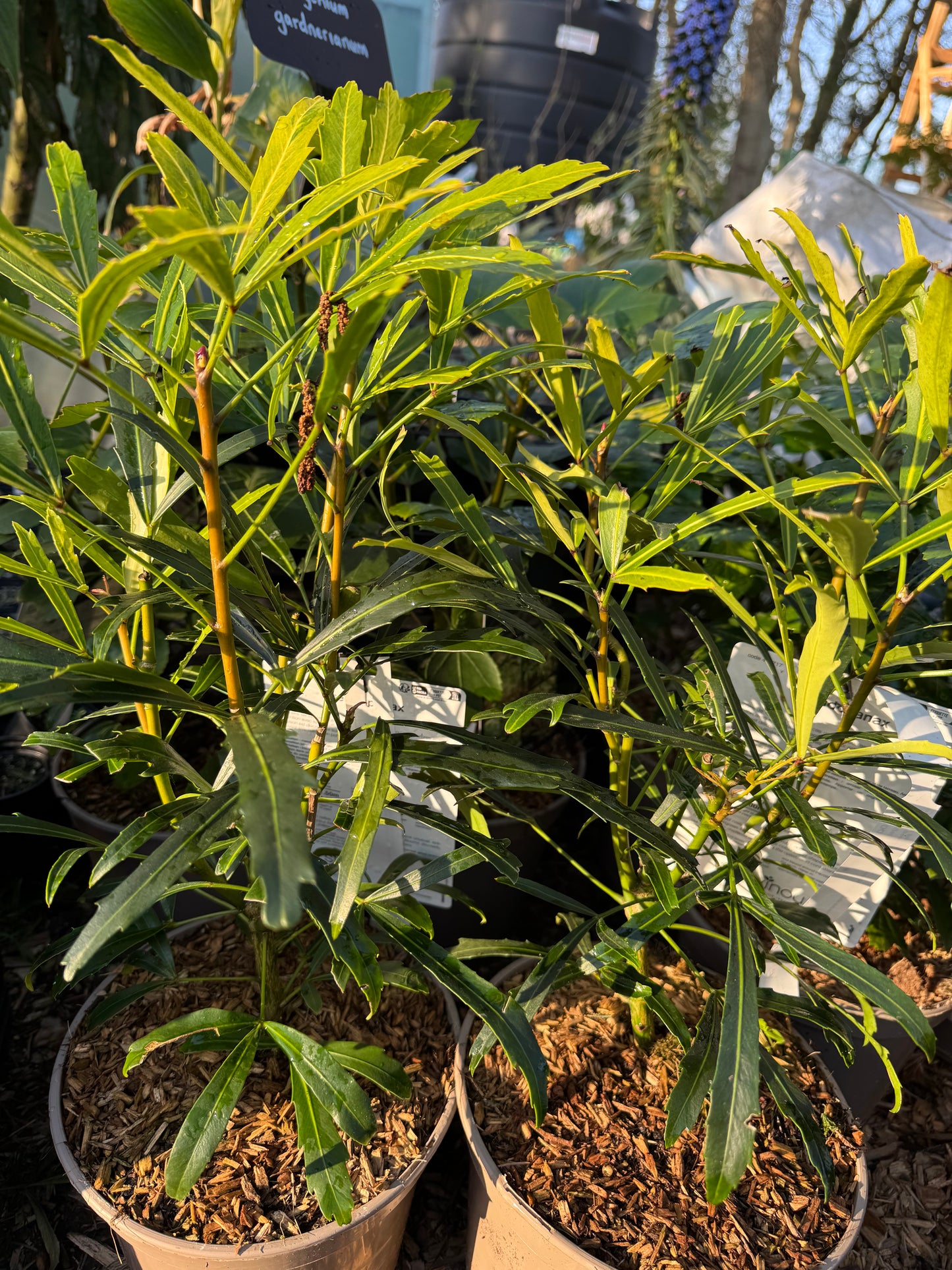 Pseudopanax lessonii ‘Goldfinger’