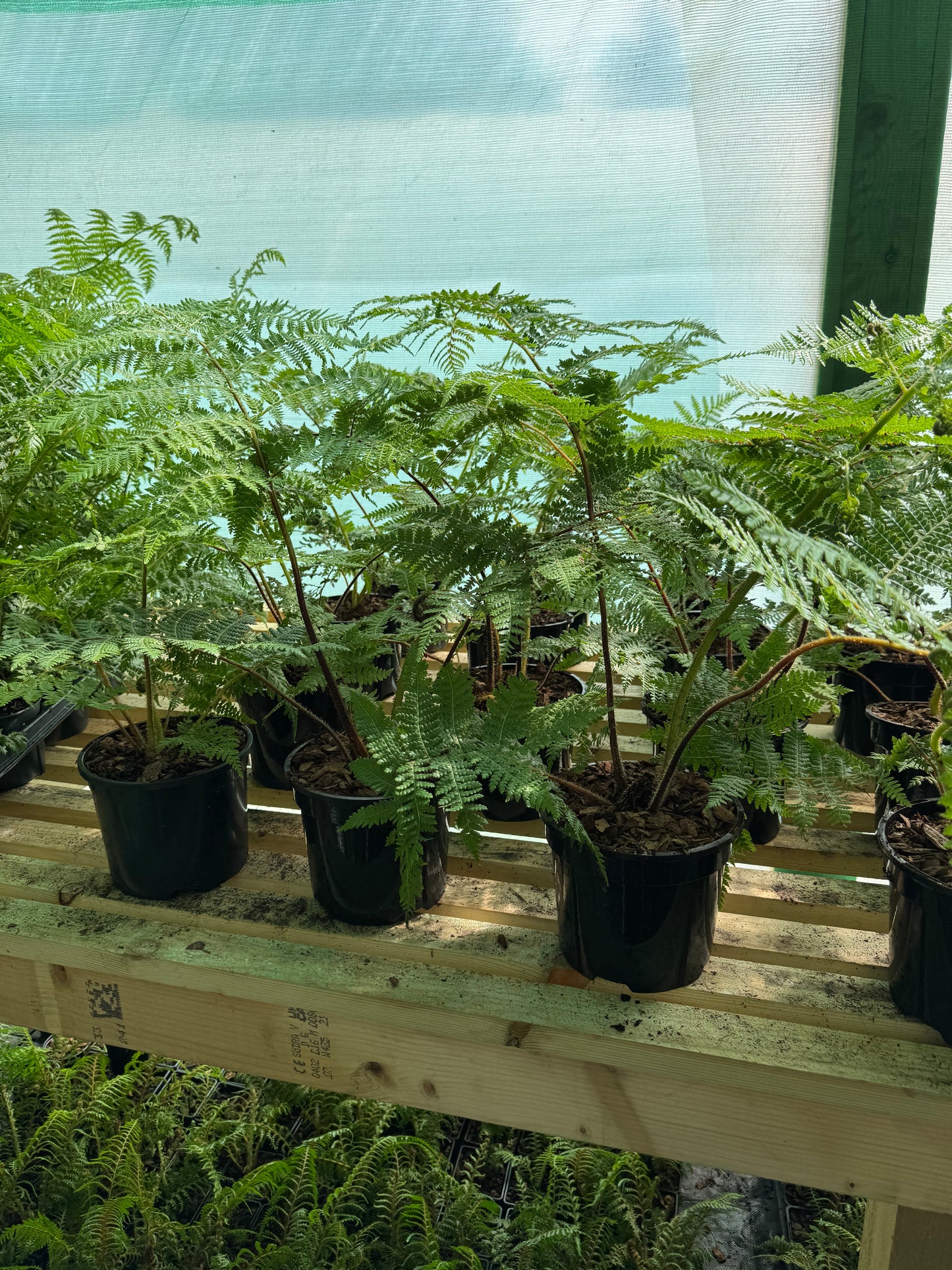 Cyathea medullaris medium
