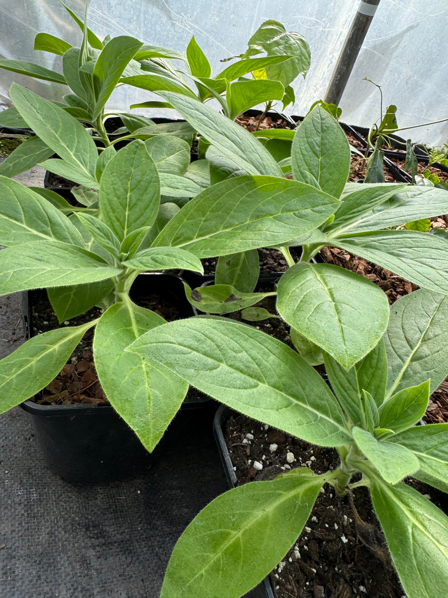 Echium Candicans (Large)