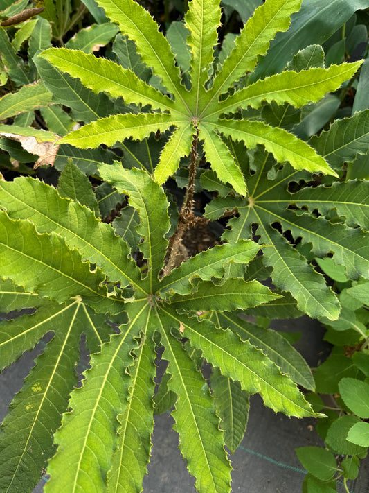 Brassiaopsis hispida large