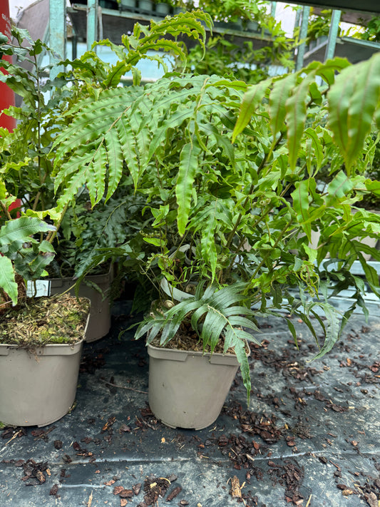 Blechnum novae zealandiae