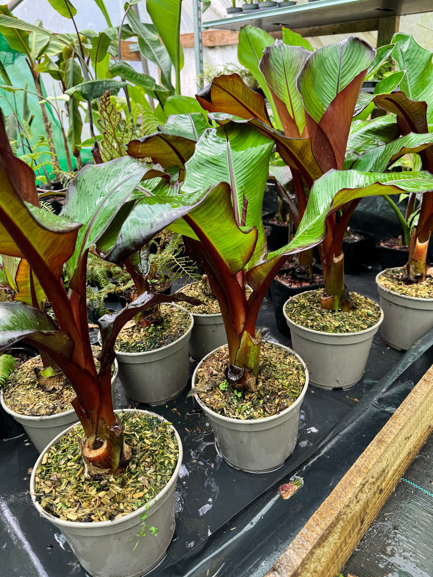 Ensete ventricosum maurelii (Large)