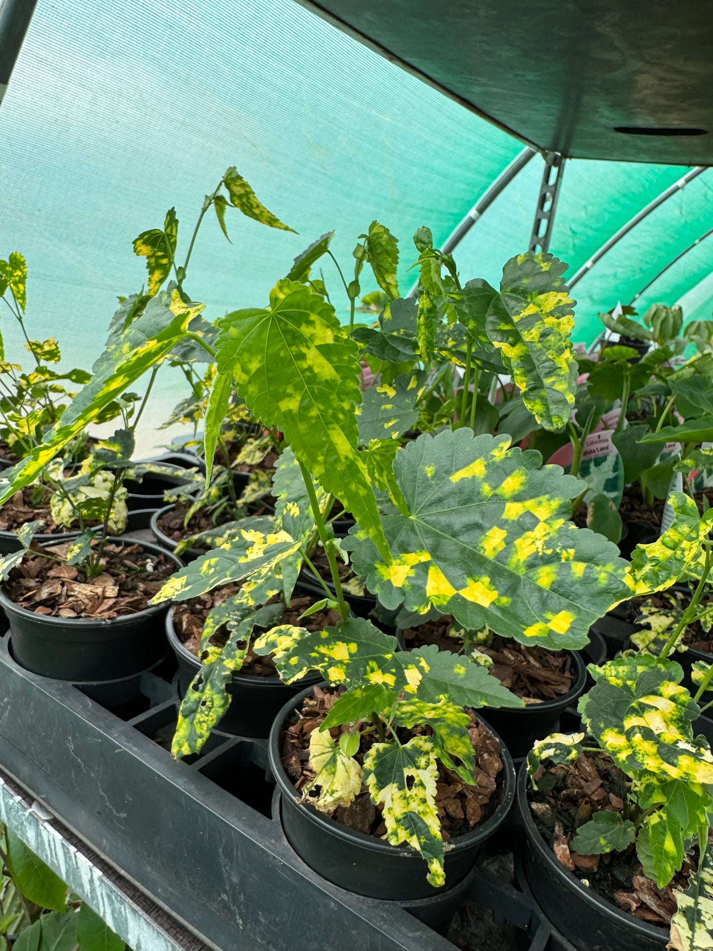 Abutilon × milleri 'Variegatum'