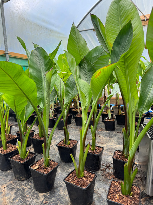 Ensete ventricosum 'Hiniba' large