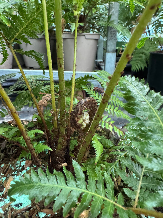 Cyathea dealbata medium