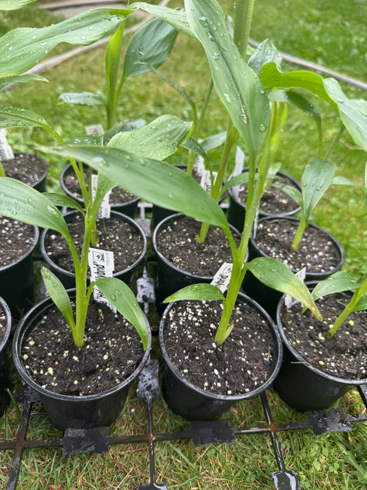 Musa 'Helen's Hybrid' – Hardy Himalayan Banana (9cm Pot)