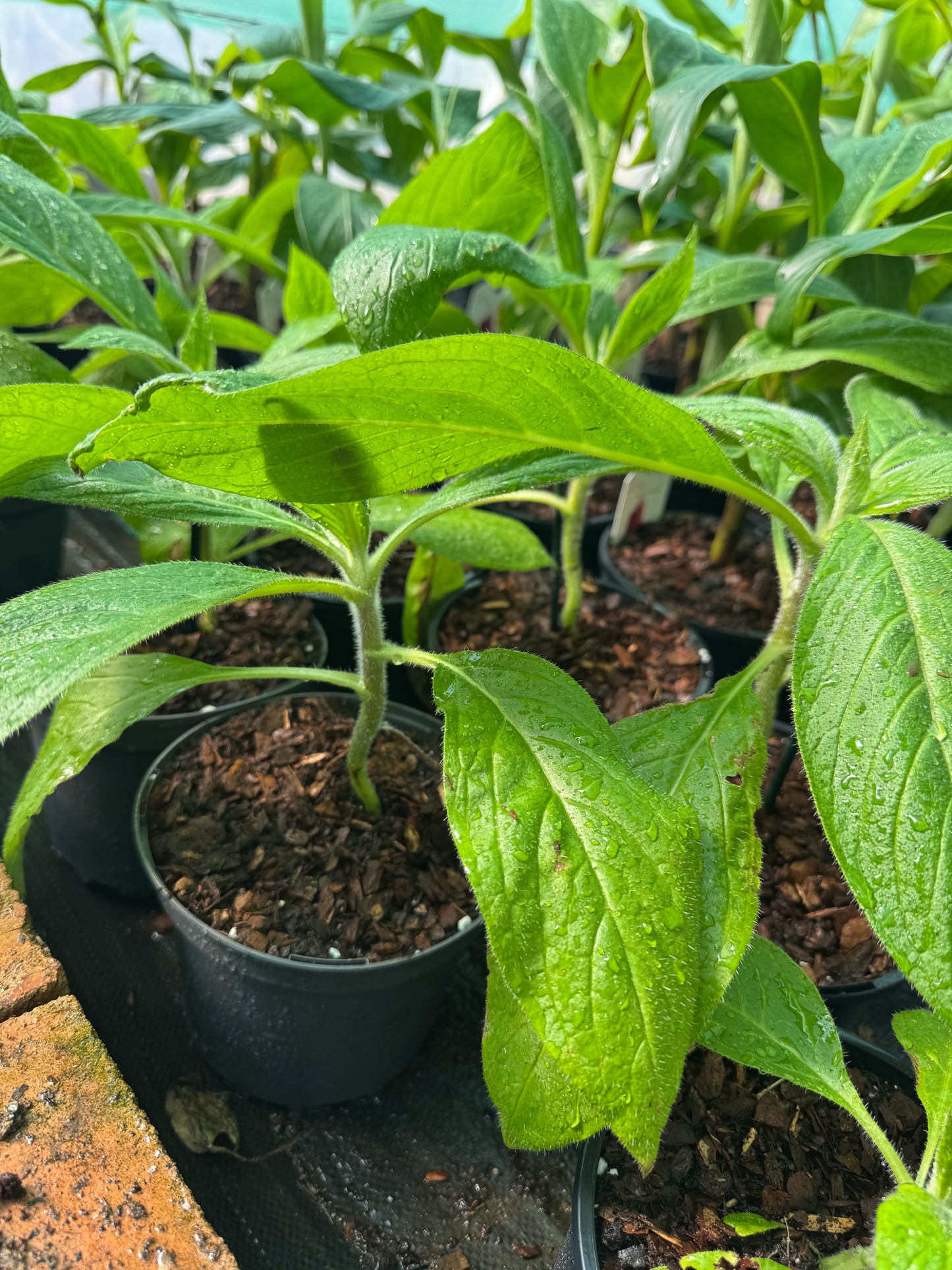 Echium Pininana (Pink Fountain)