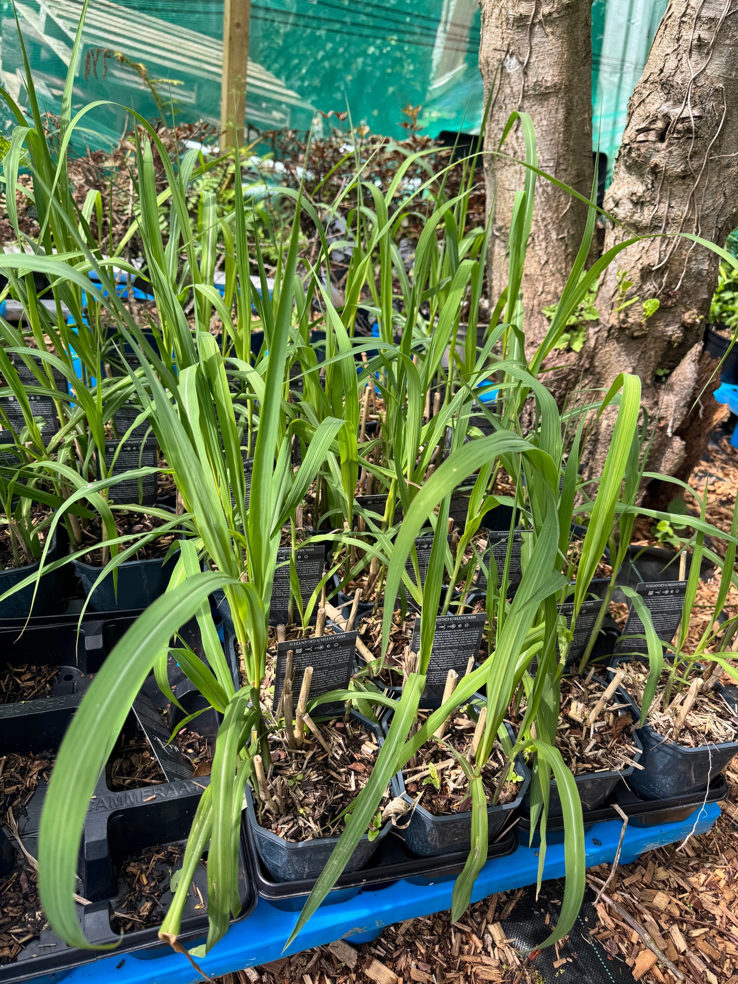Miscanthus giganteus
