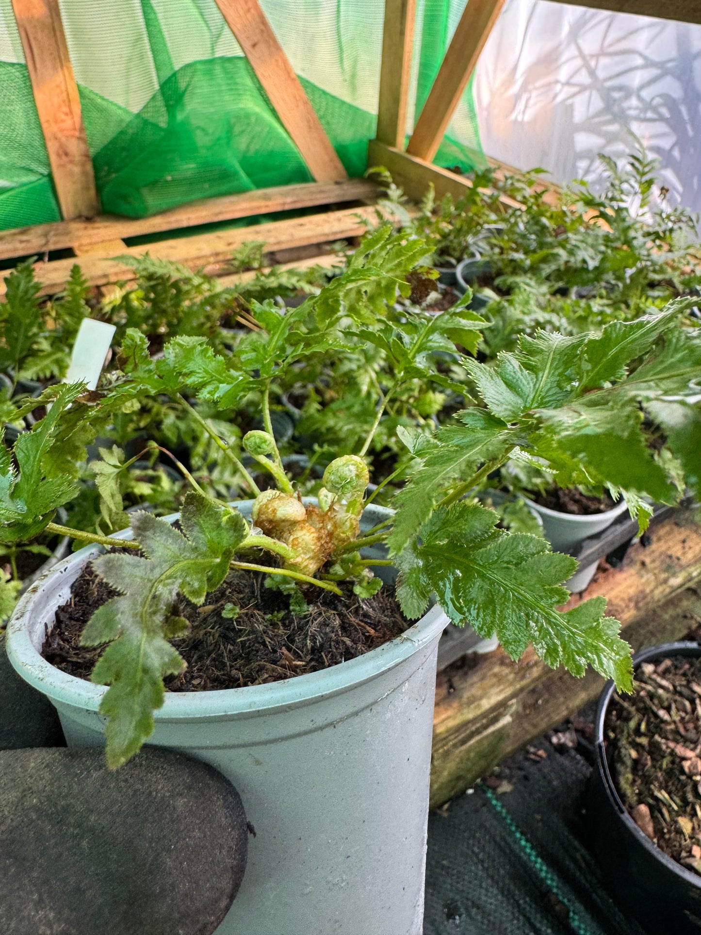 Woodwardia fimbriata 9cm pot