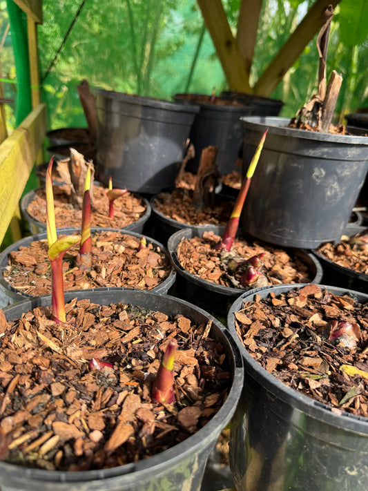 Canna musifolia 'Grande'