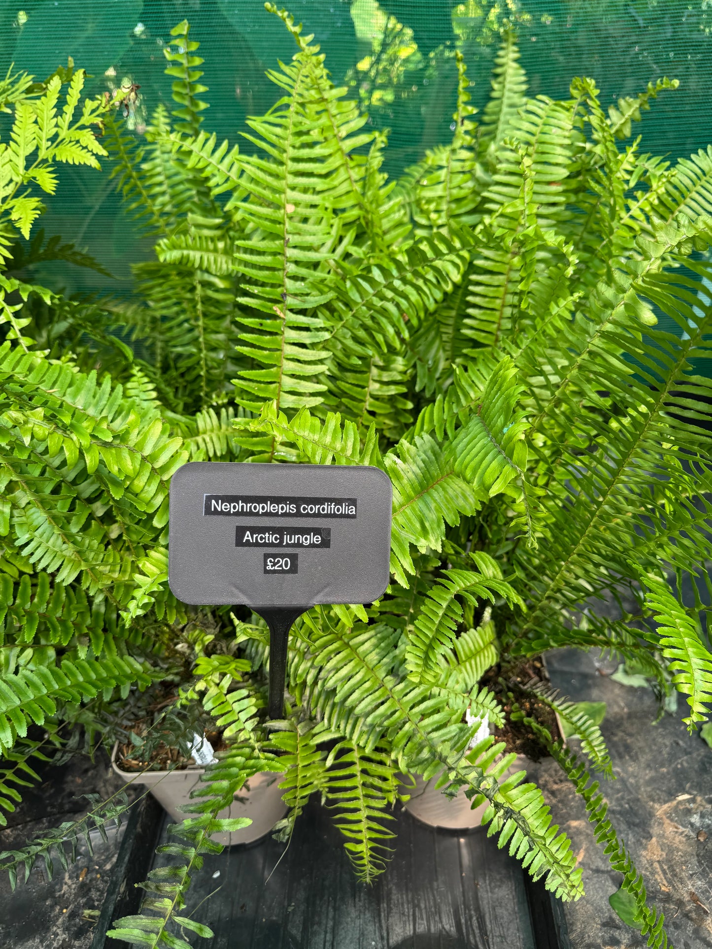 Nephrolepis ‘Arctic Jungle’