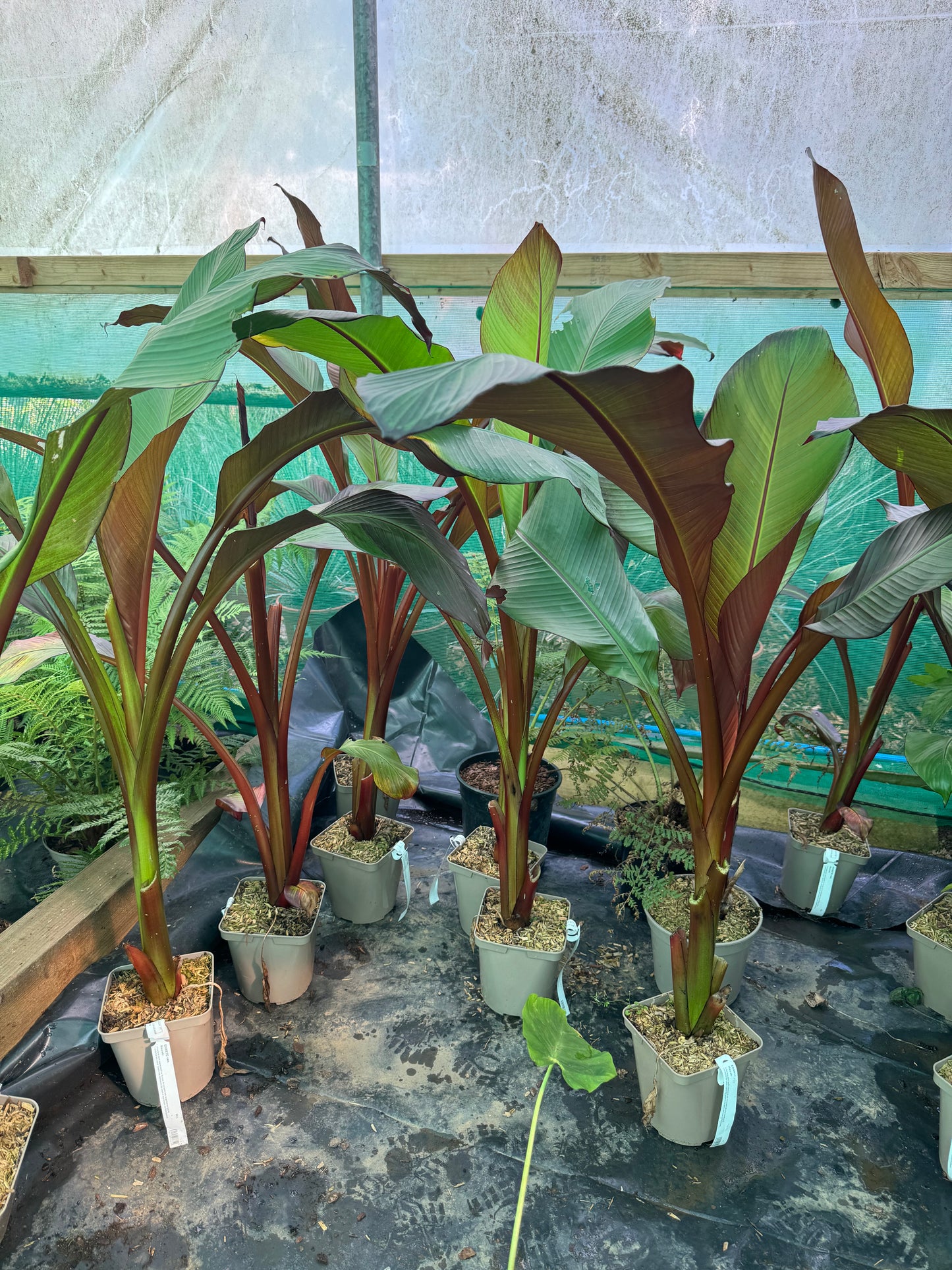 Ensete ventricosum maurelii 3 litres