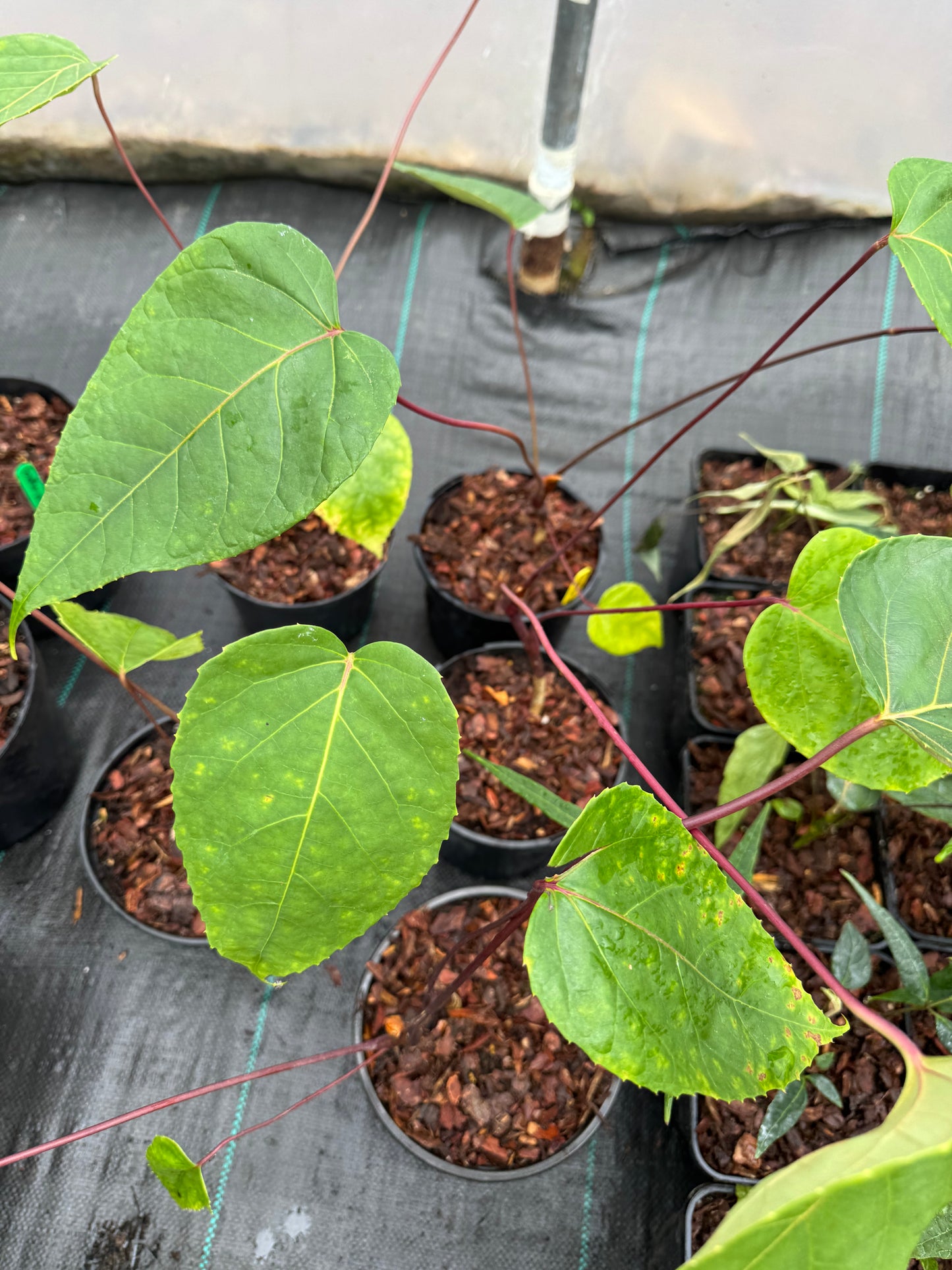 Schefflera macrophylla