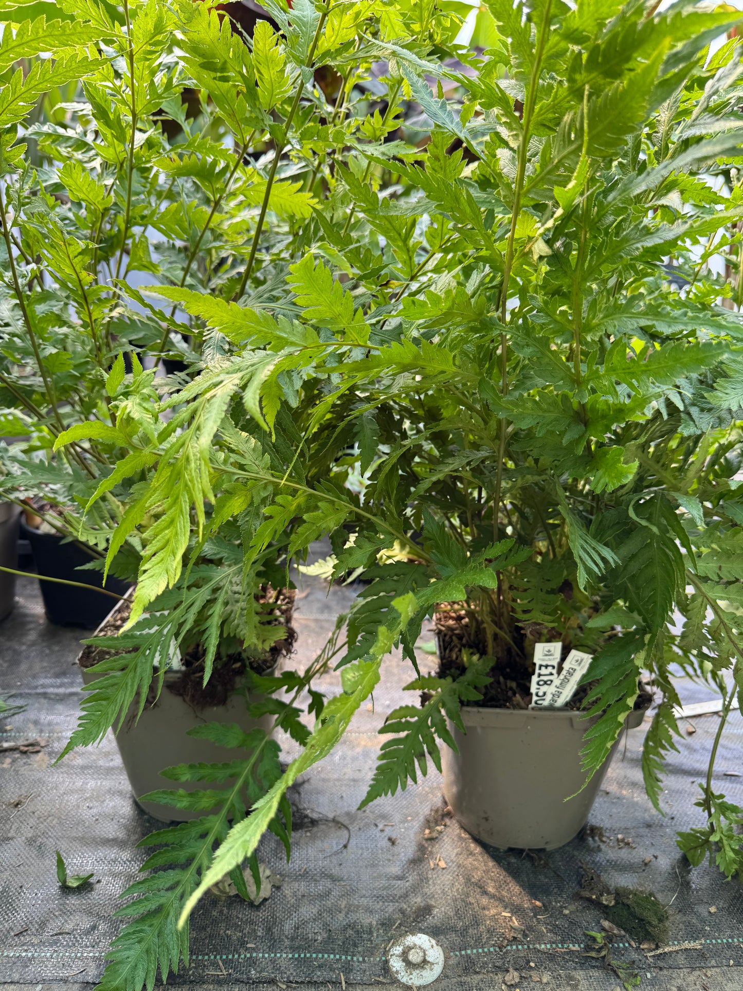 Woodwardia fimbriata