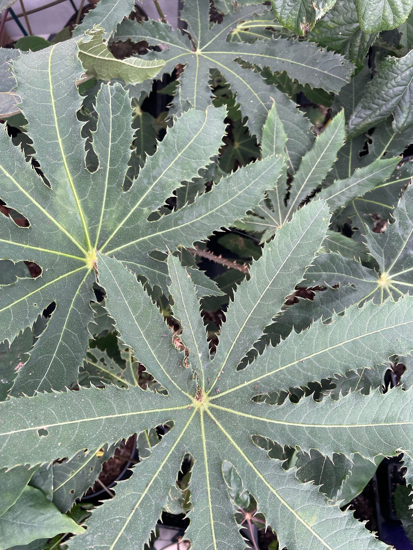 Brassiaopsis hispida small