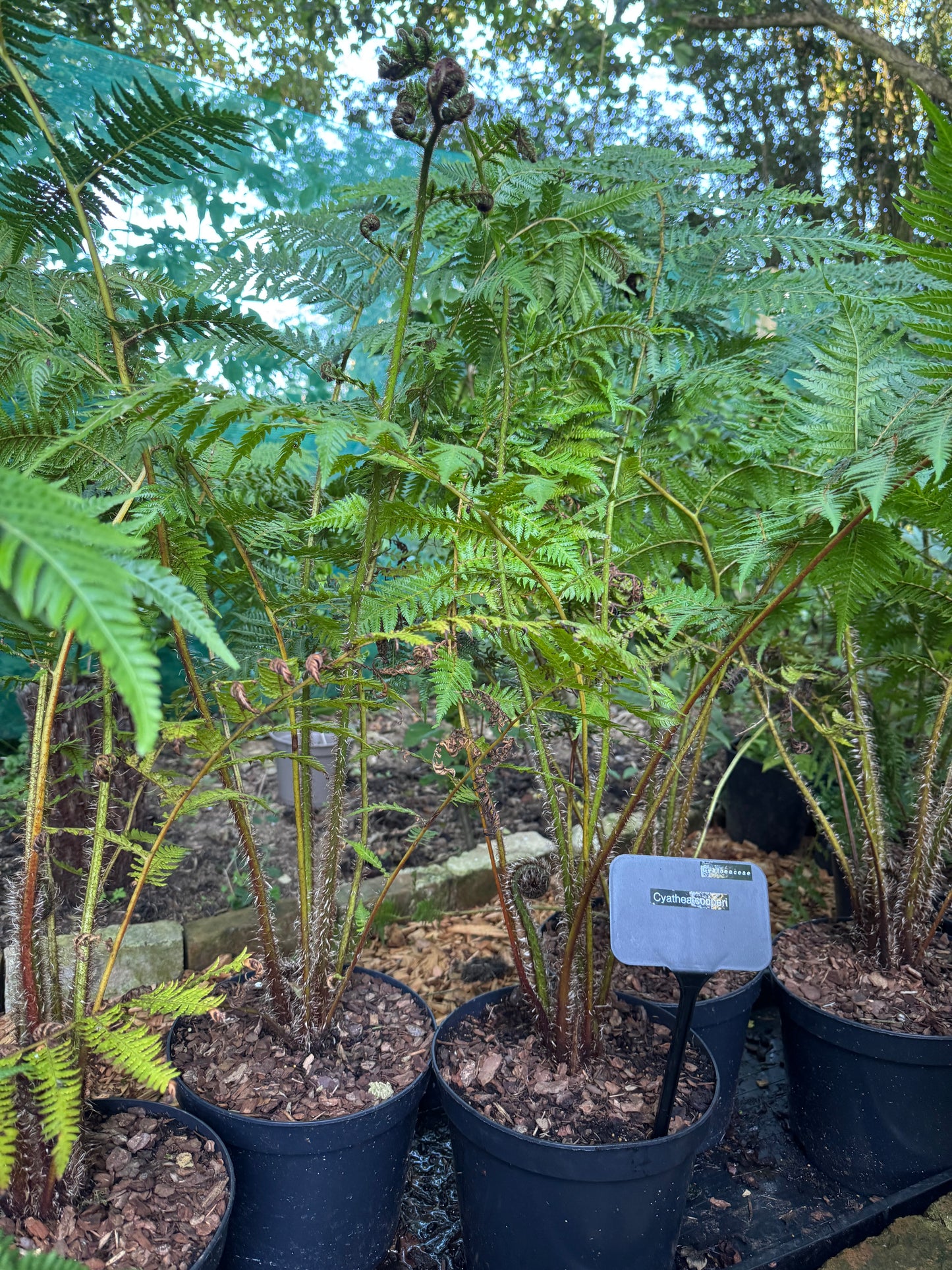Large Cyathea cooperi – Tree fern