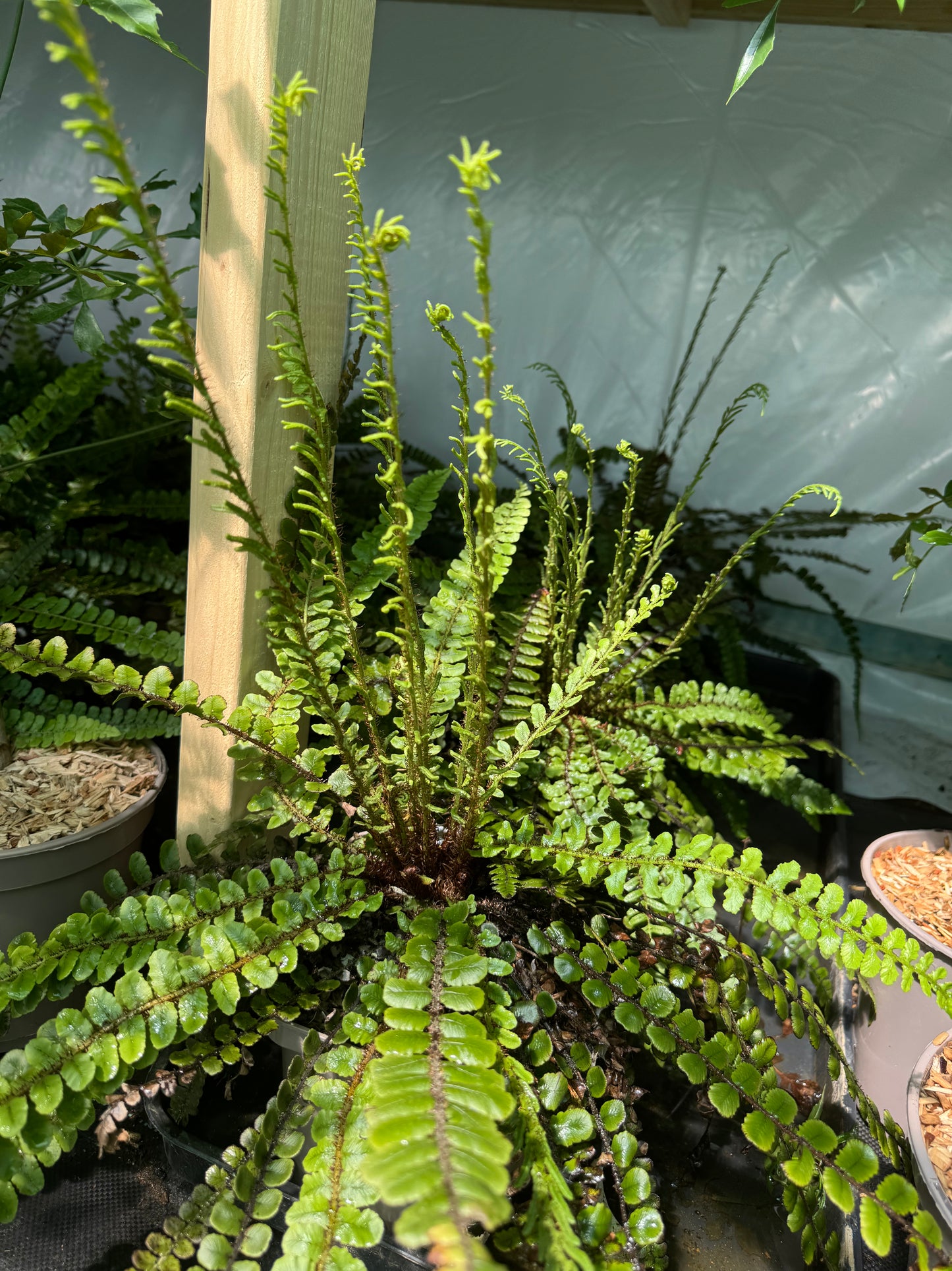 Blechnum fluviatile