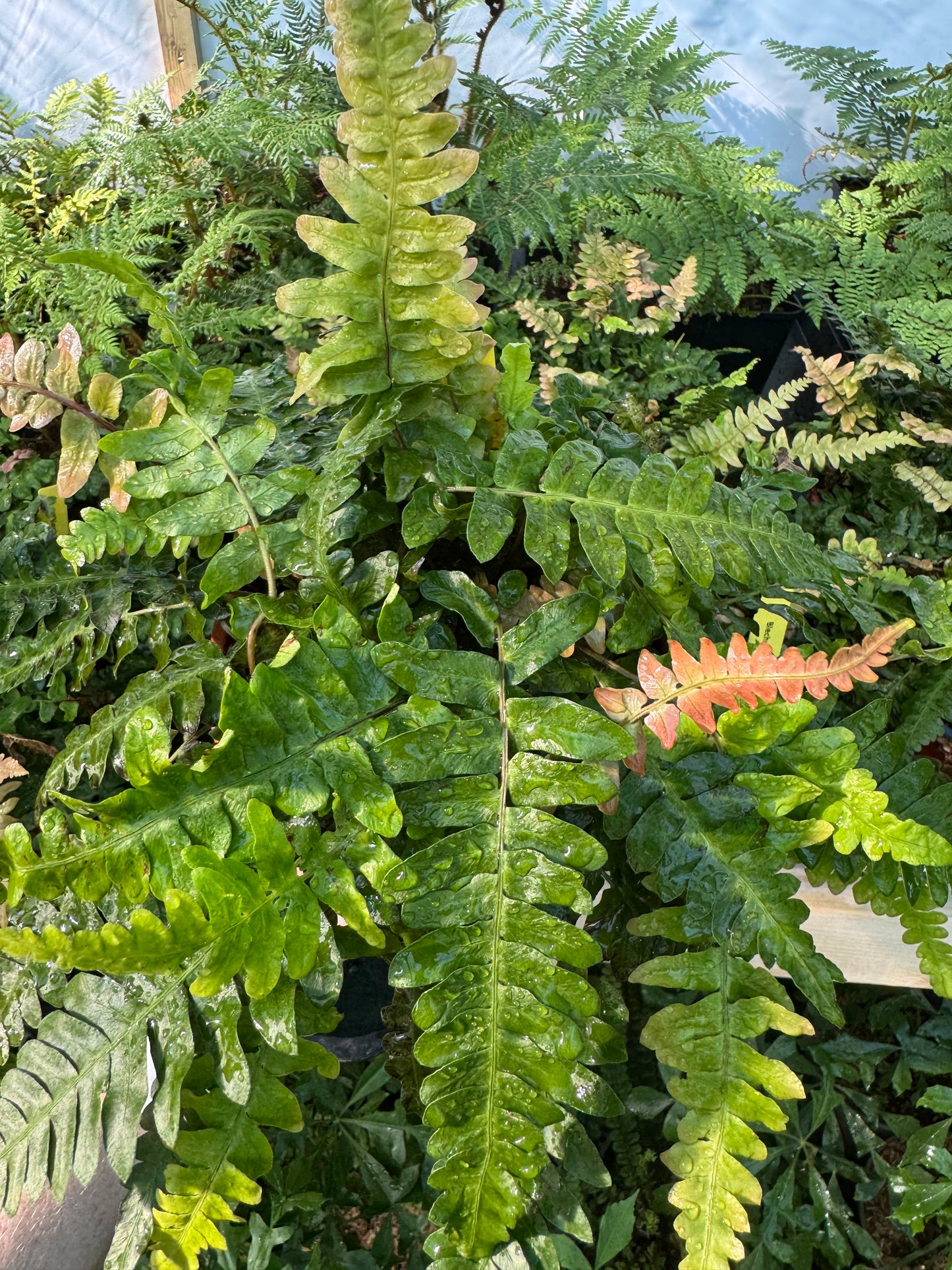 Blechnum occidentale