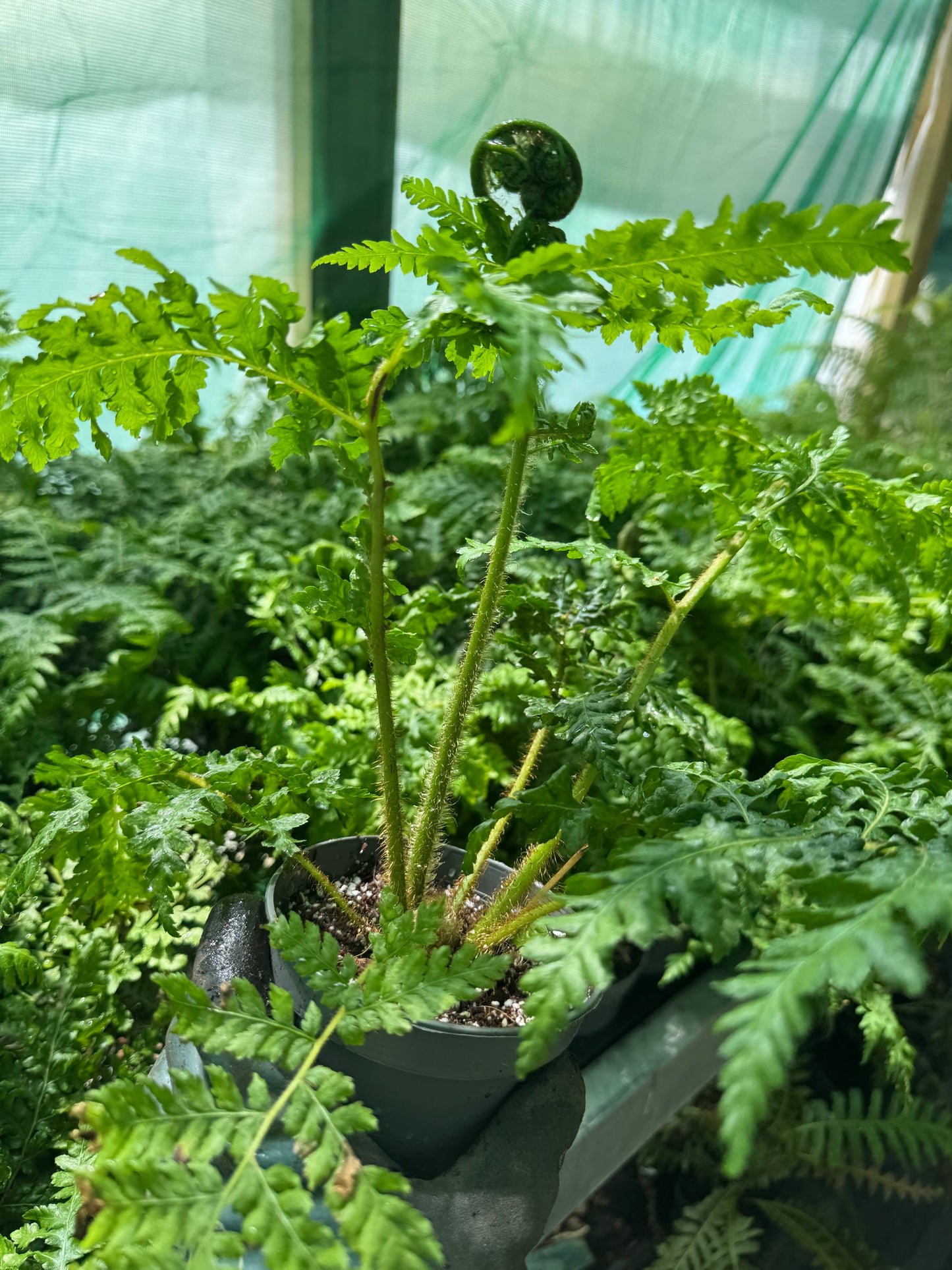 Cyathea × 'Aussie Larrikin' (Little Aussie Larrikin Tree Fern) – 12cm Pot