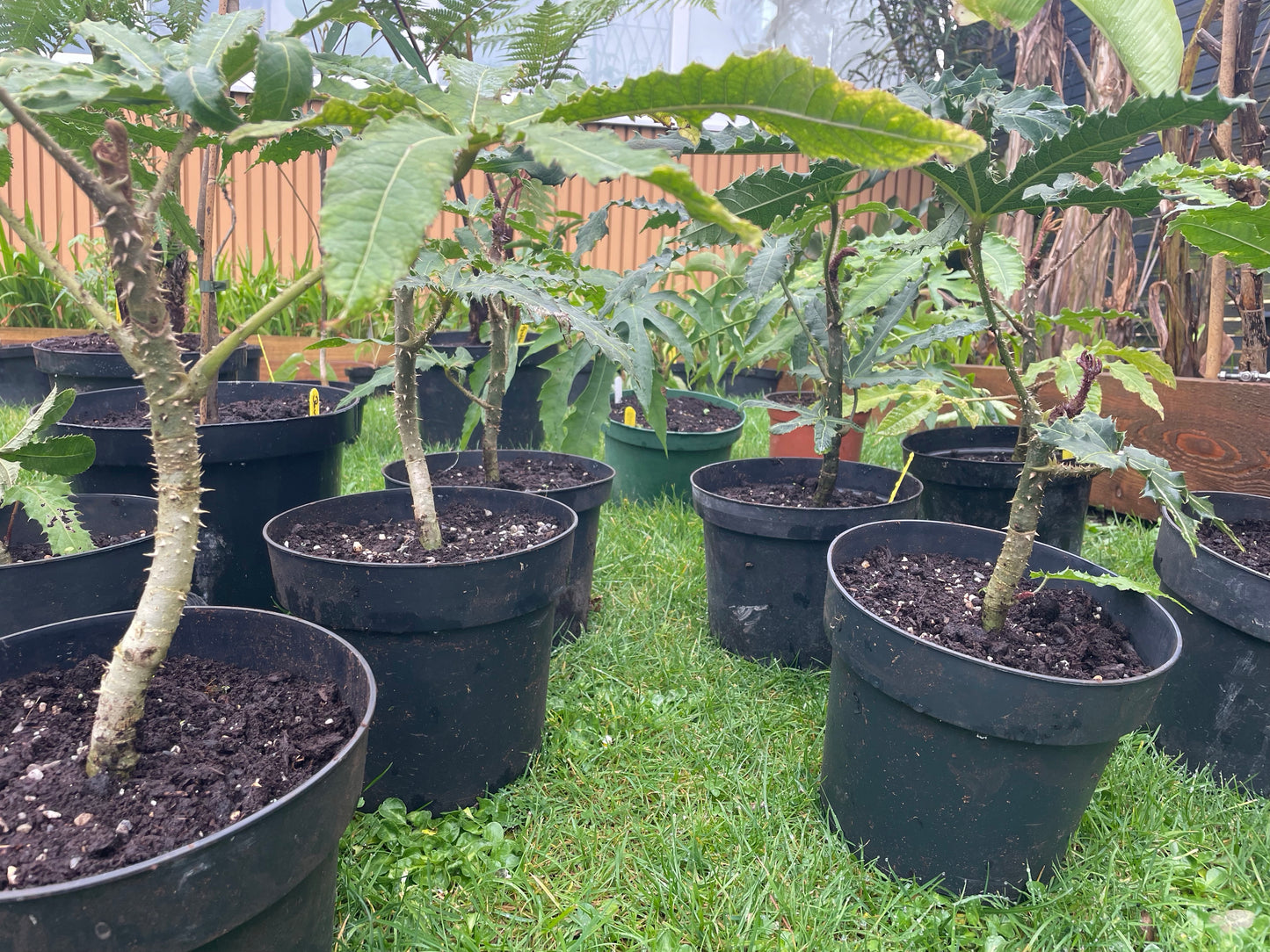 Brassiaopsis hispida small