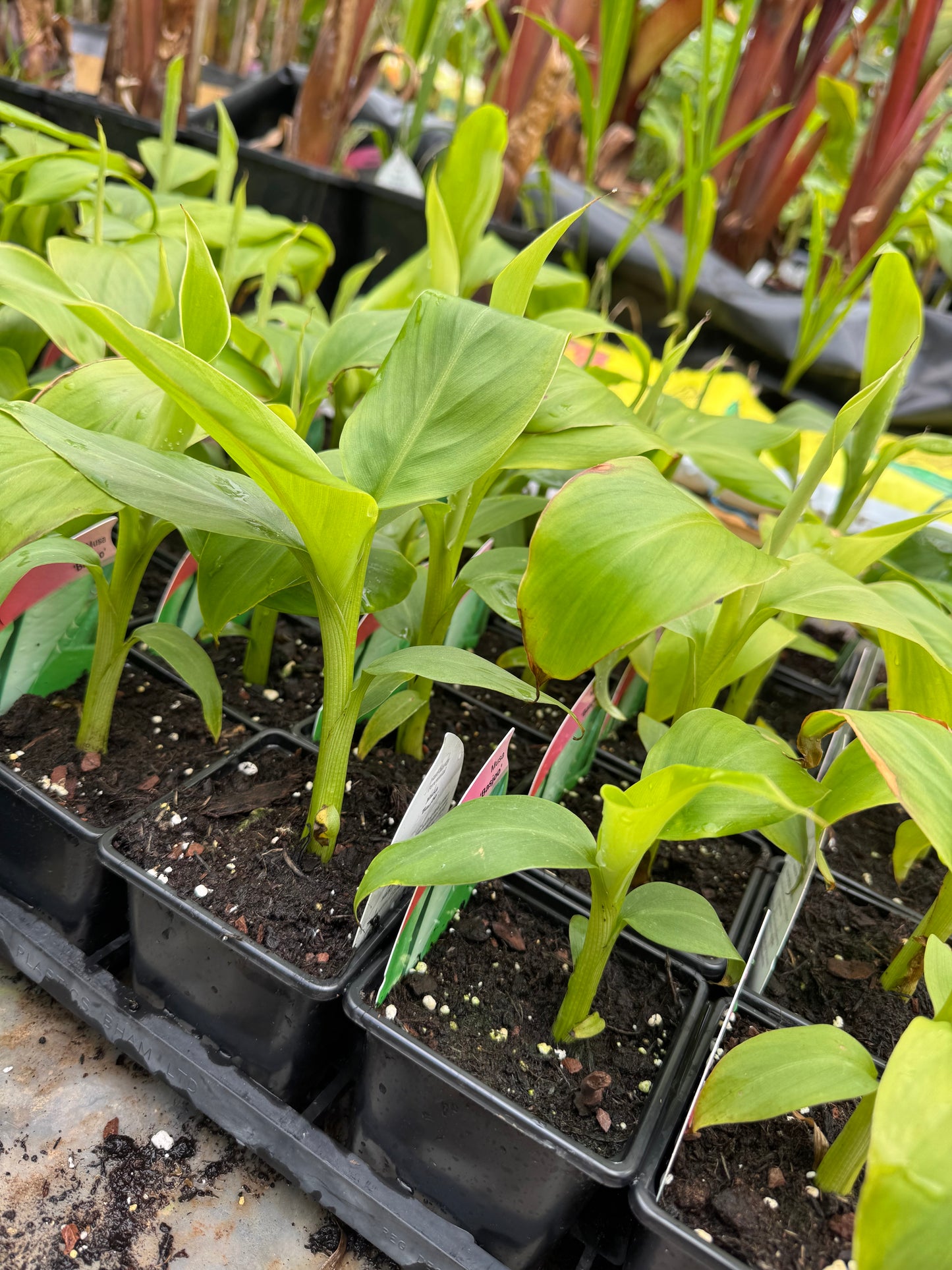 9cm pot Musa basjoo