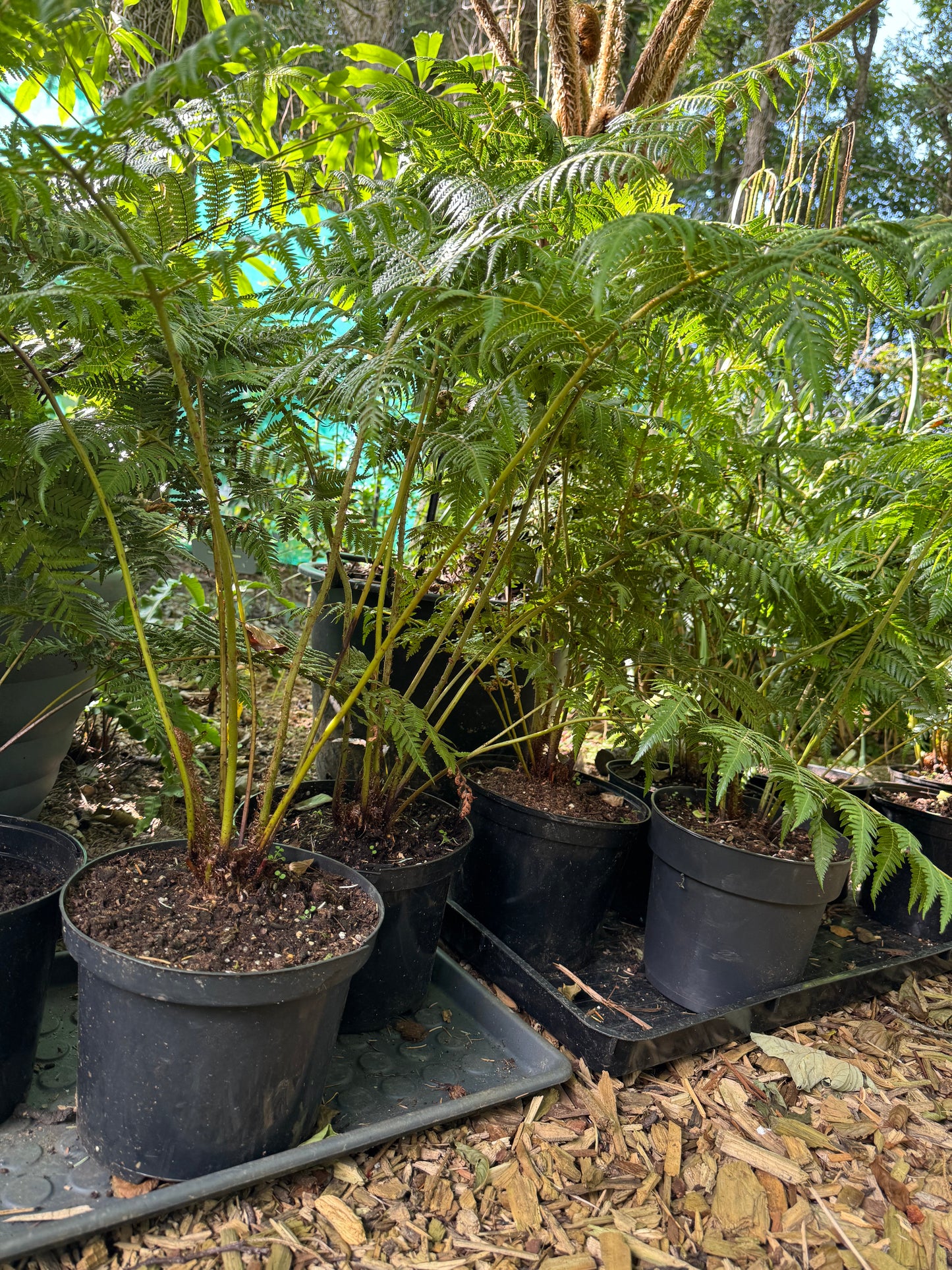 Cyathea dealbata