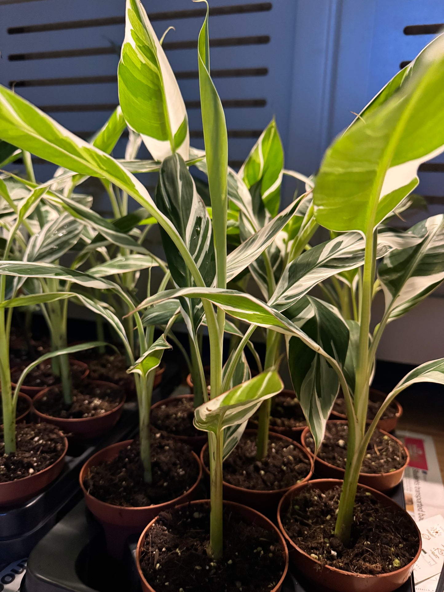 Musa ‘Florida’ – The Resilient Choice for Rare Plant Lovers.