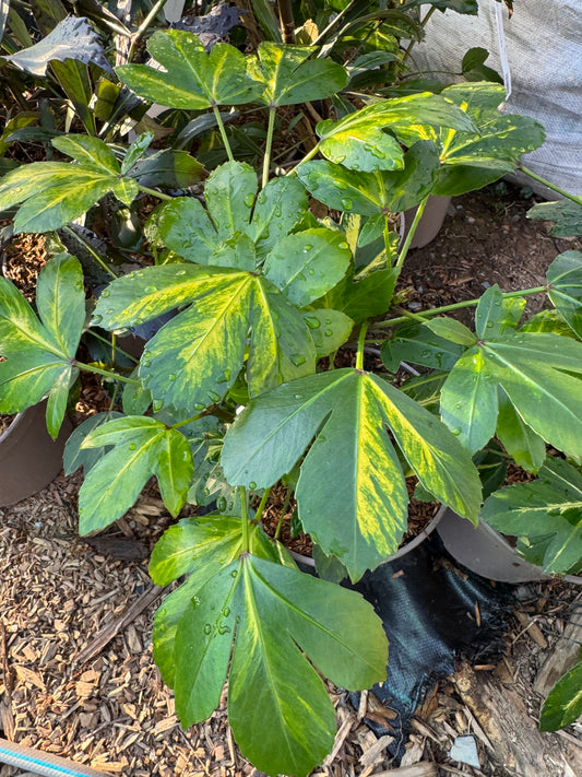 Pseudopanax lessonii ‘Gecko Gold’