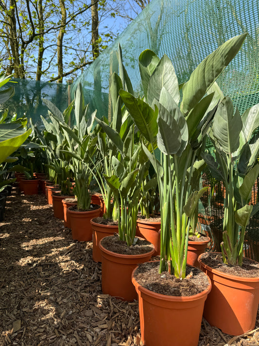 Strelitzia reginae large