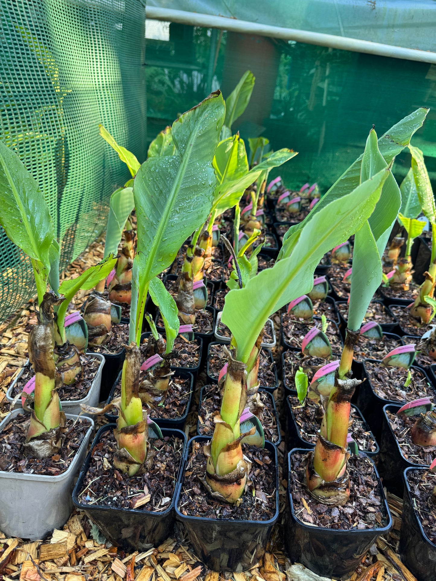 Musella Lasiocarpa Banana