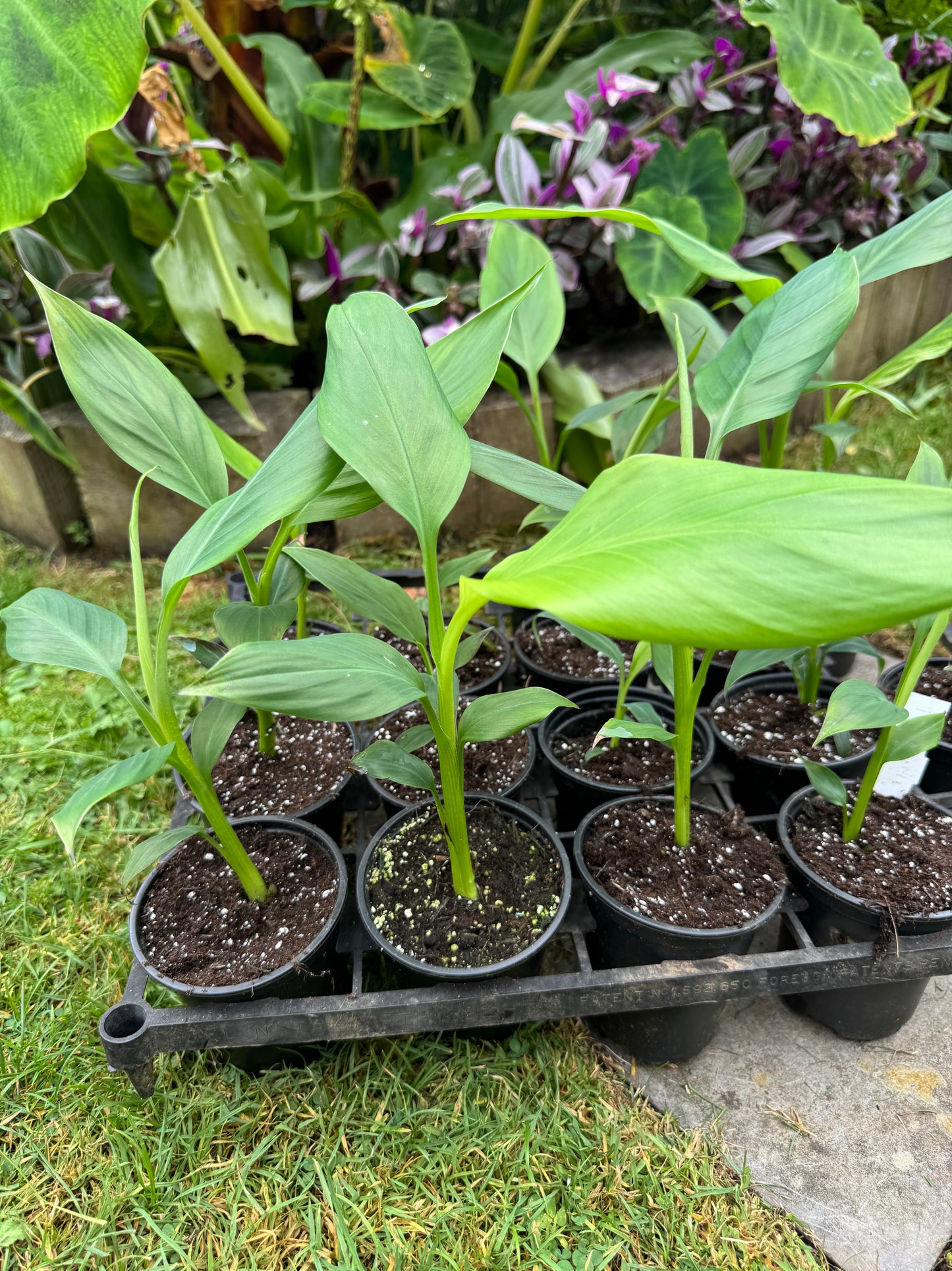 Musa thomsonii 9cm pot