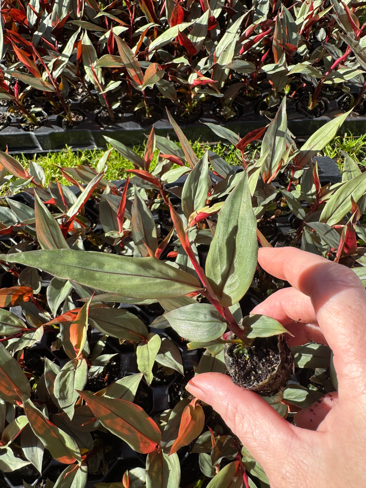Alpinia luteocarpa 'Red Rubin' (Red Bamboo Ginger) – Plug Plant