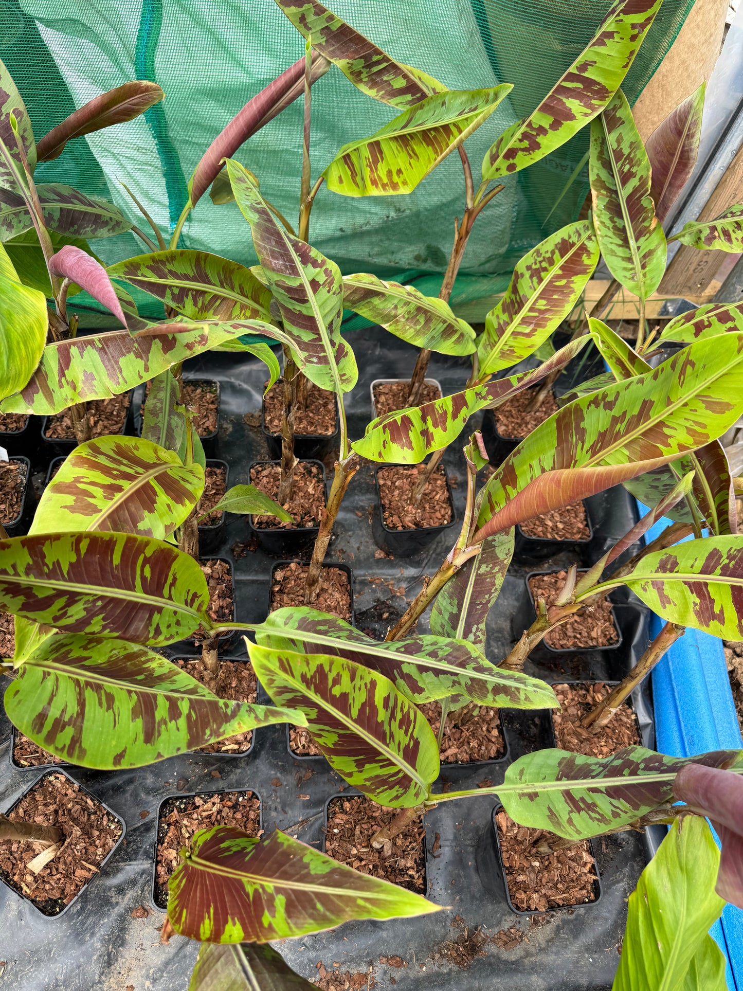 Musa acuminata 'Zebrina'
