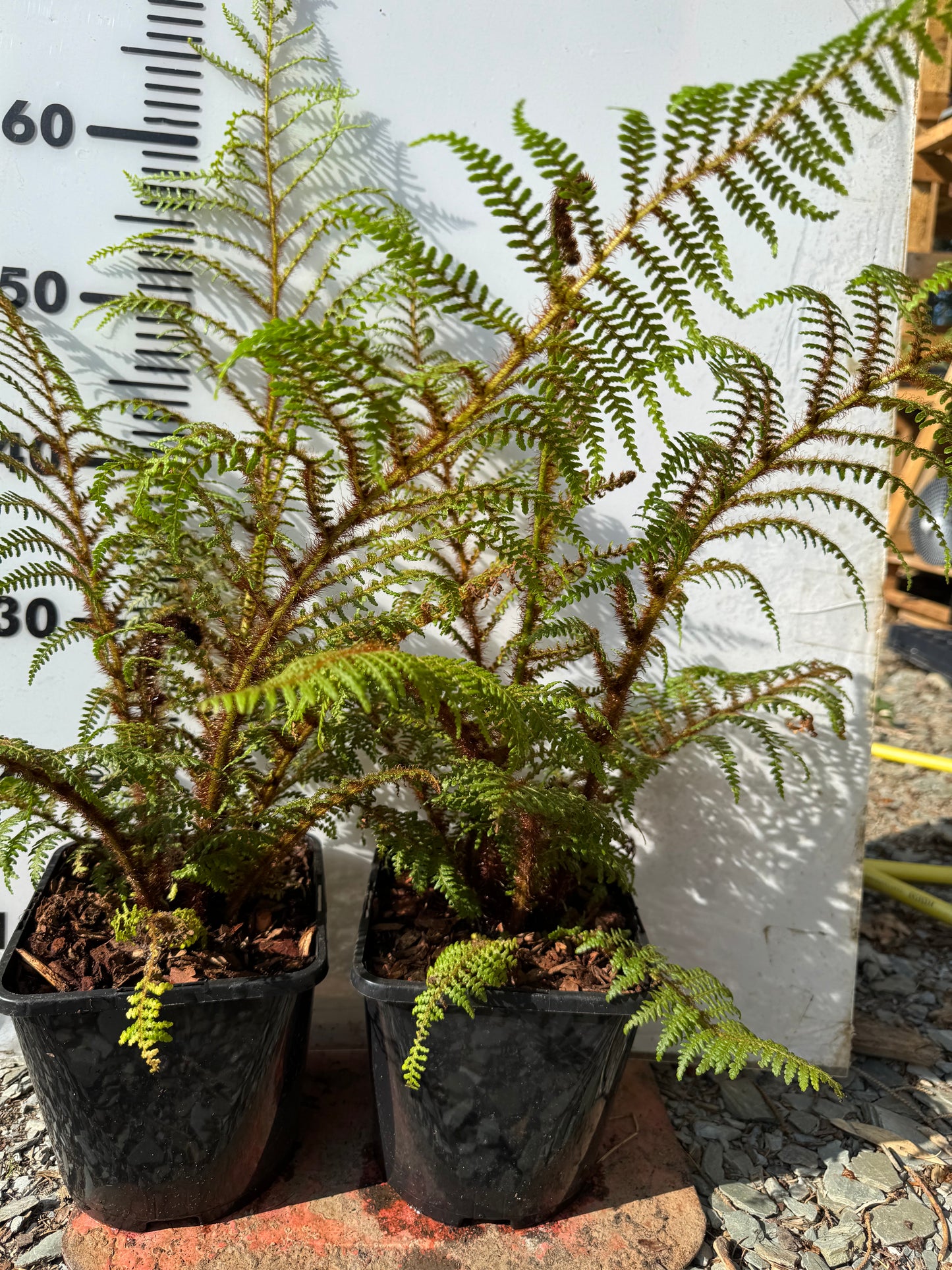 Cyathea highland lace large