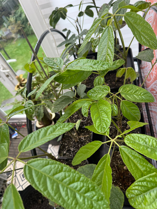 Brassaiopsis ex Myanmar