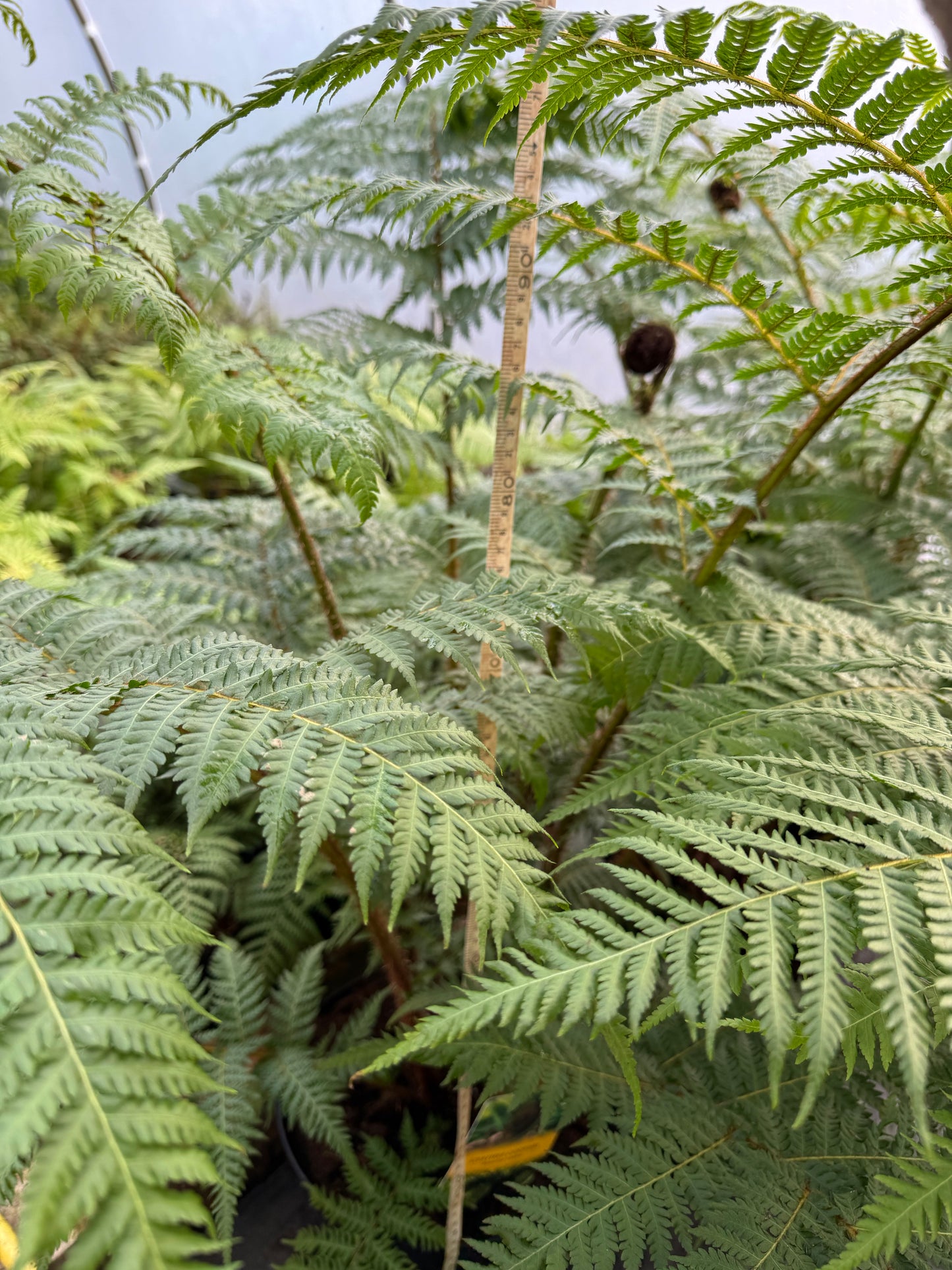 Large Cyathea cooperi – Tree fern