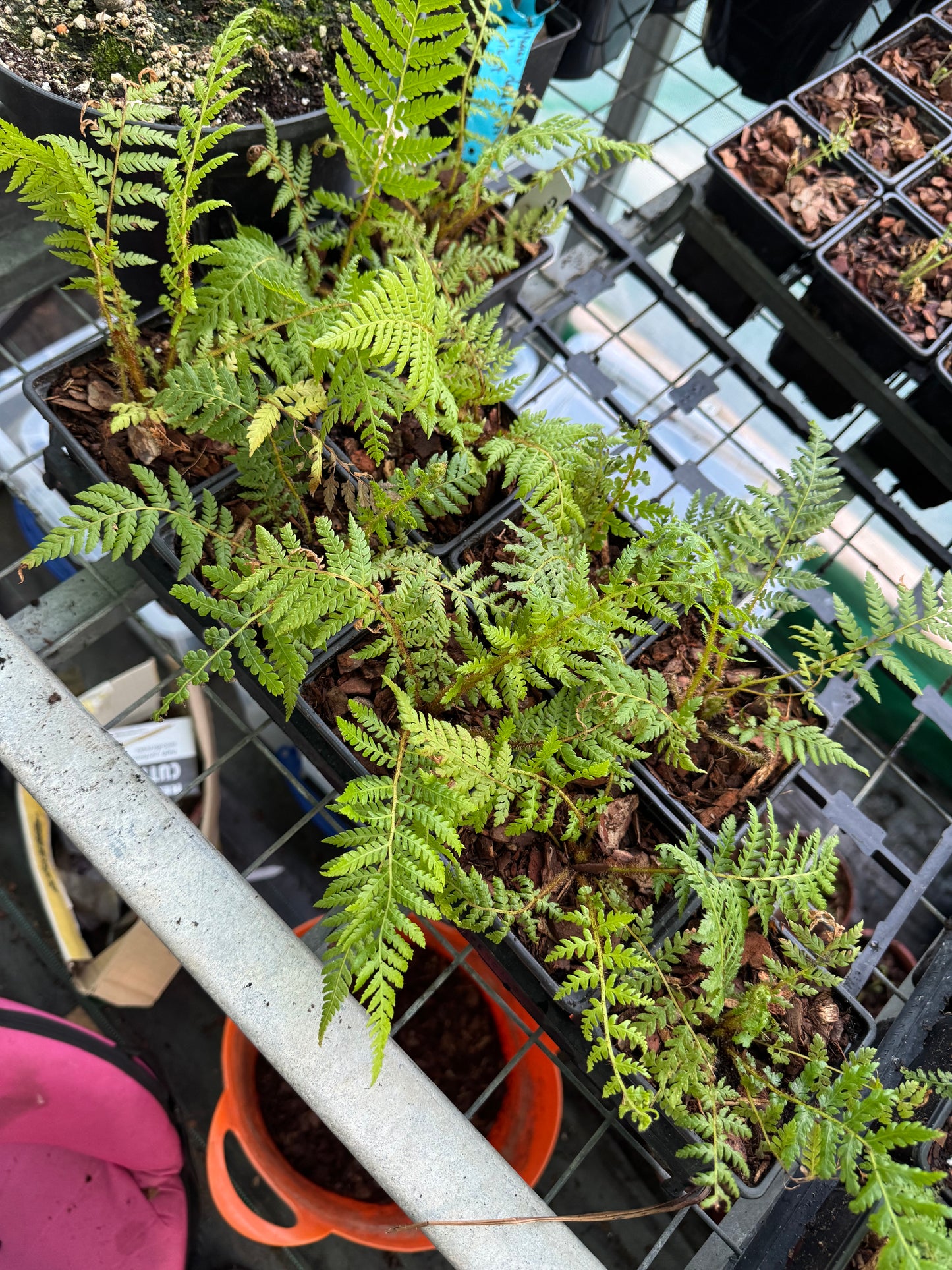 Cyathea novae-caledoniae sp red 9cm