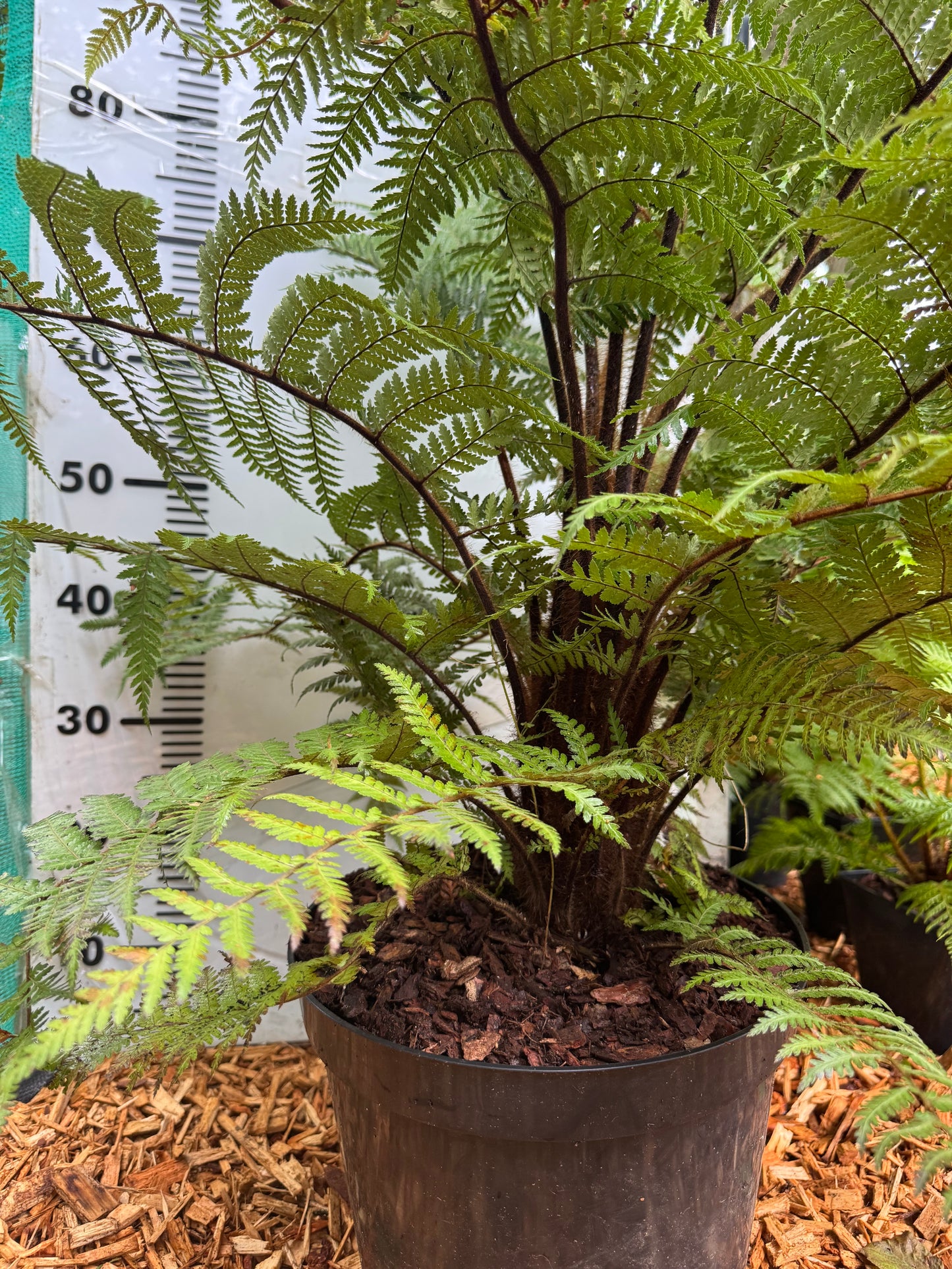 Dicksonia squarrosa Large (trunked)