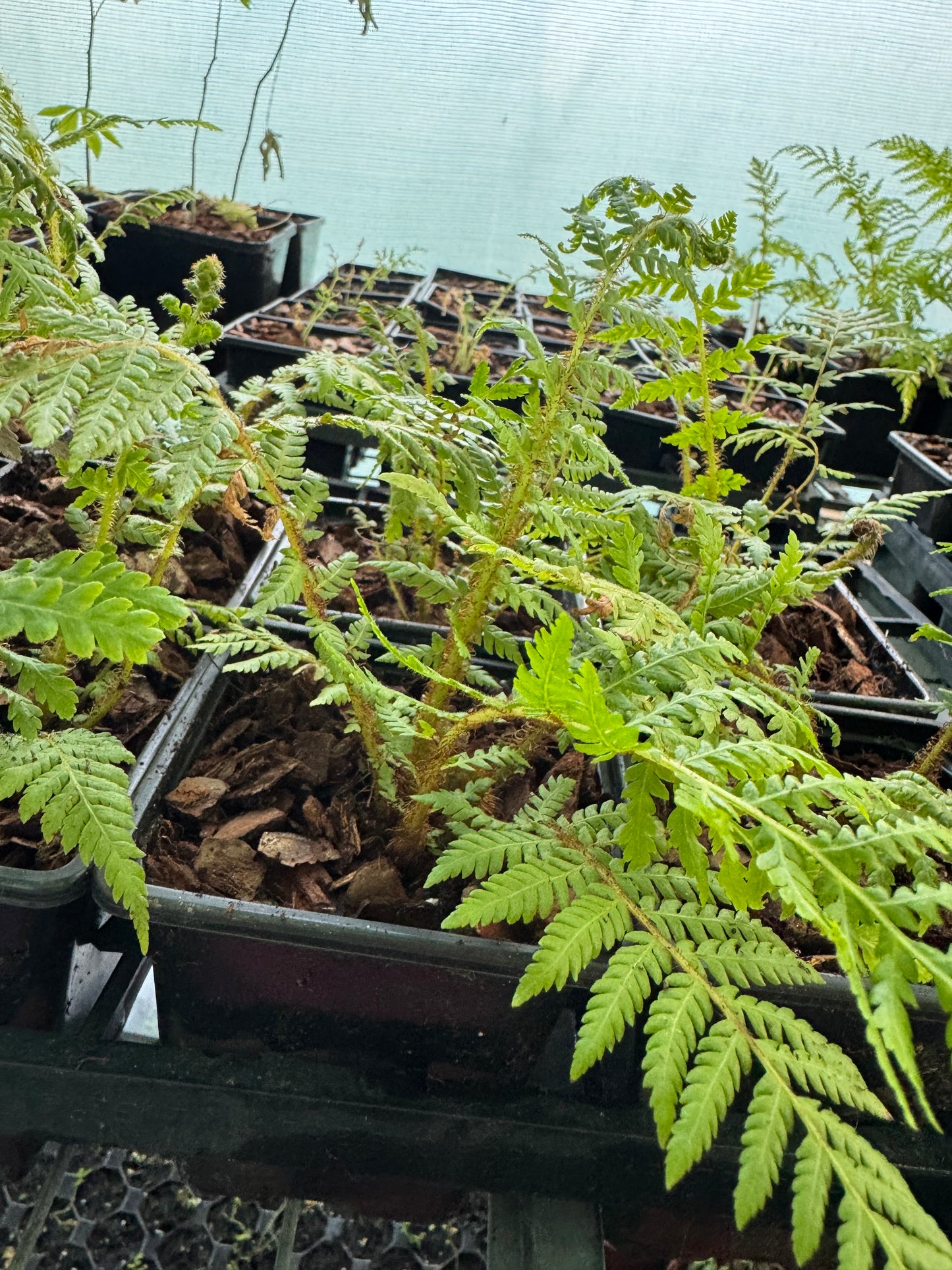 Cyathea novae-caledoniae sp red 9cm