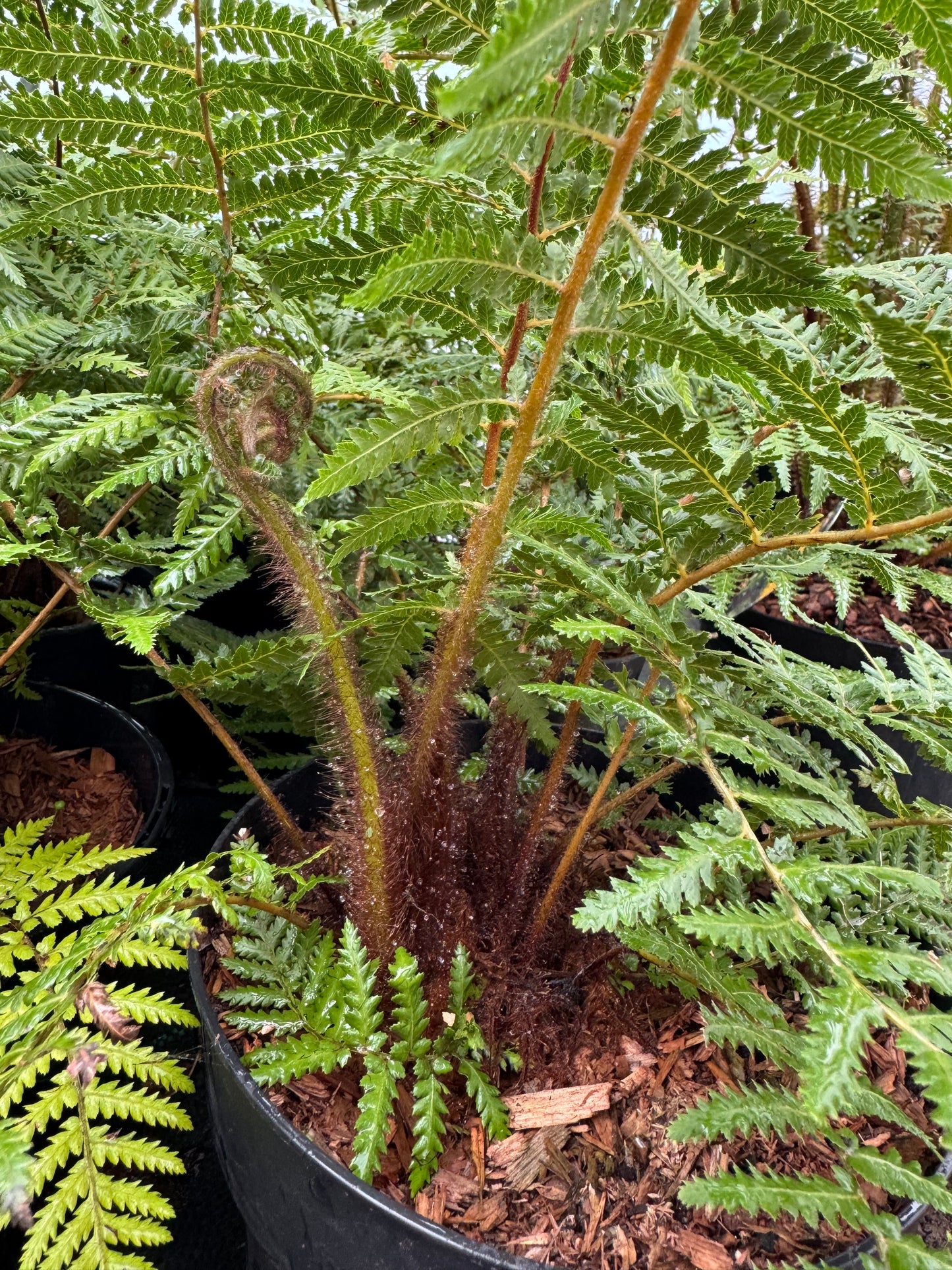 Dicksonia fibrosa Tree fern