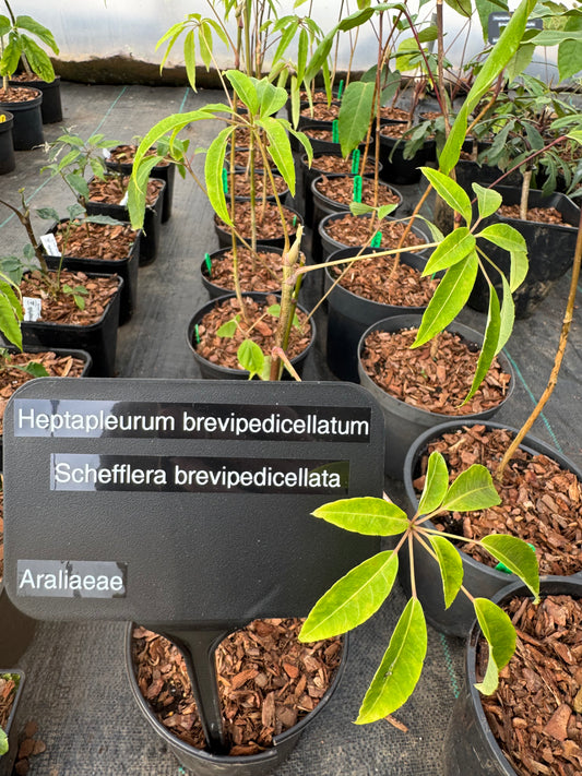 Schefflera brevipedicellata