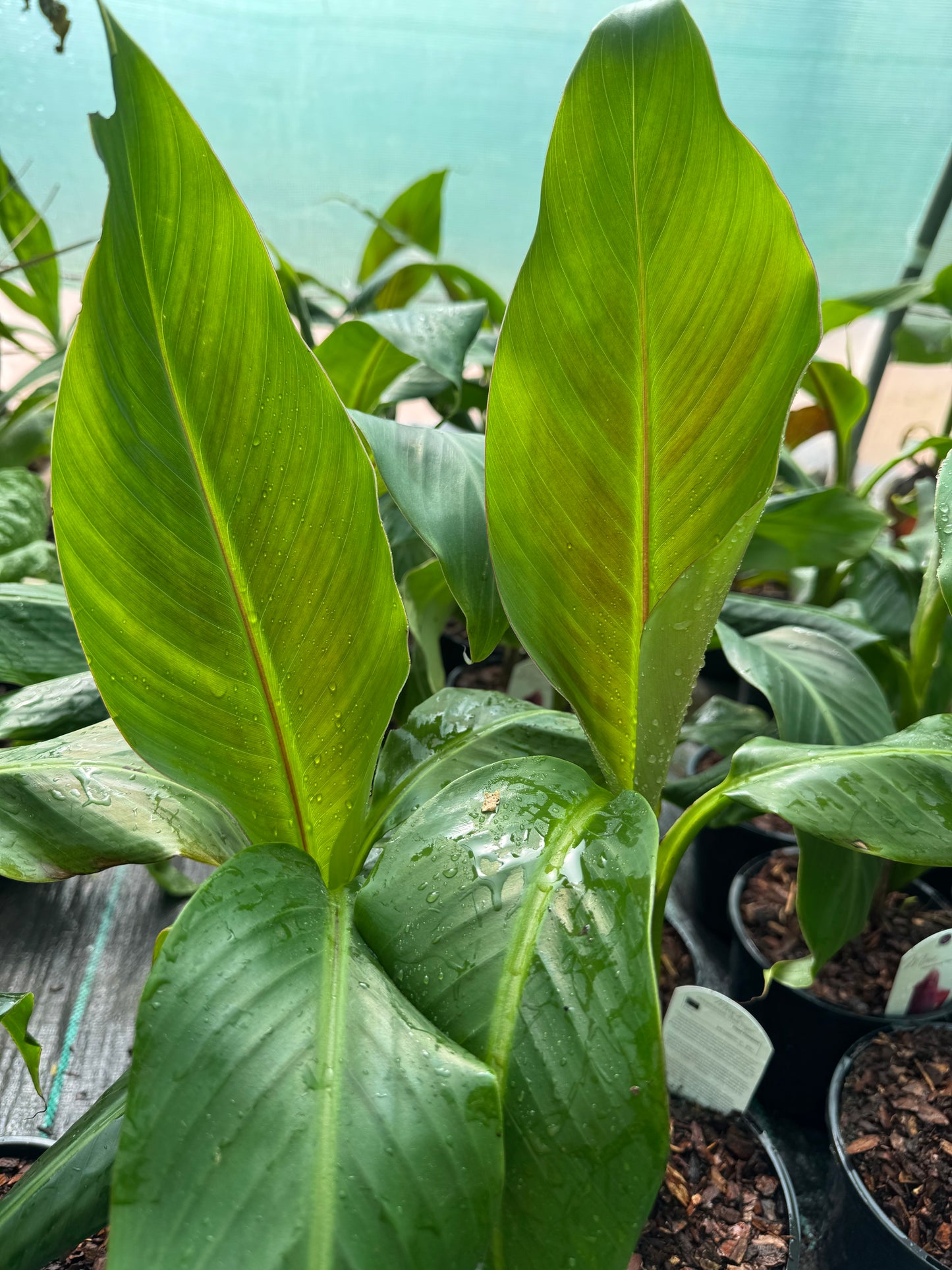 Medium sized Musa Sikkimensis
