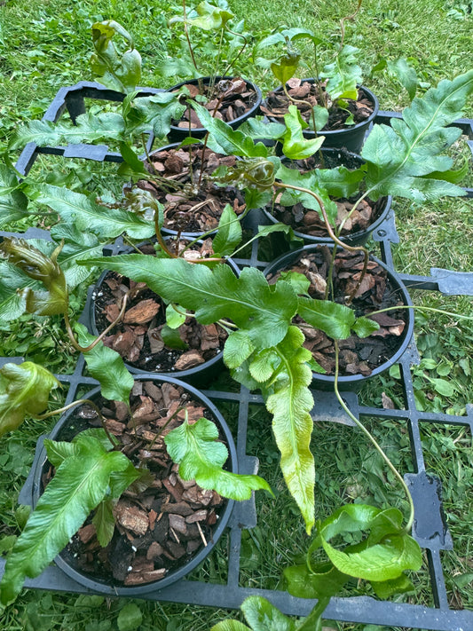 Woodwardia orientalis (Oriental Chain Fern) 9cm pot