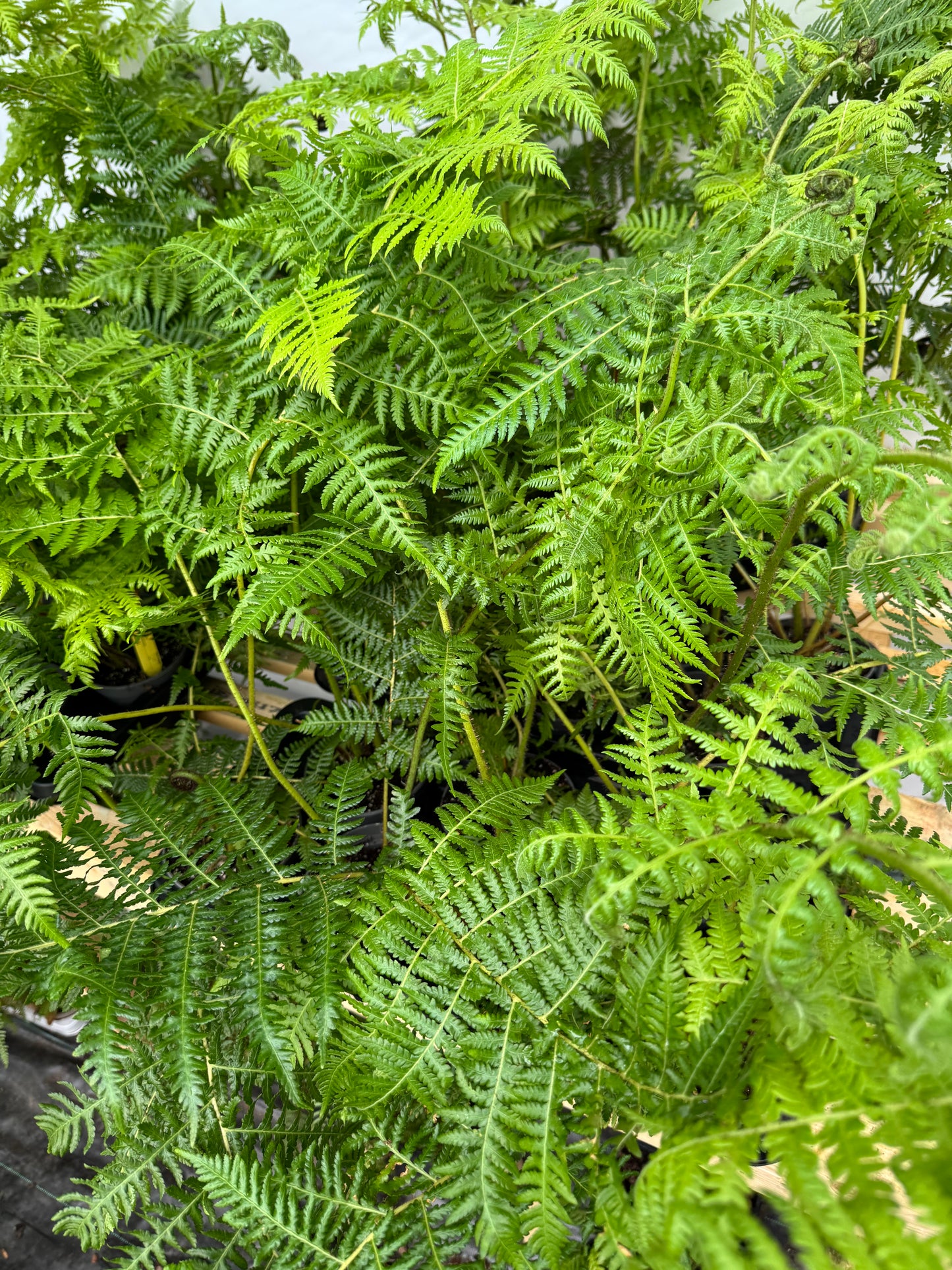 Cyathea milnei (Alsophila milnei)
