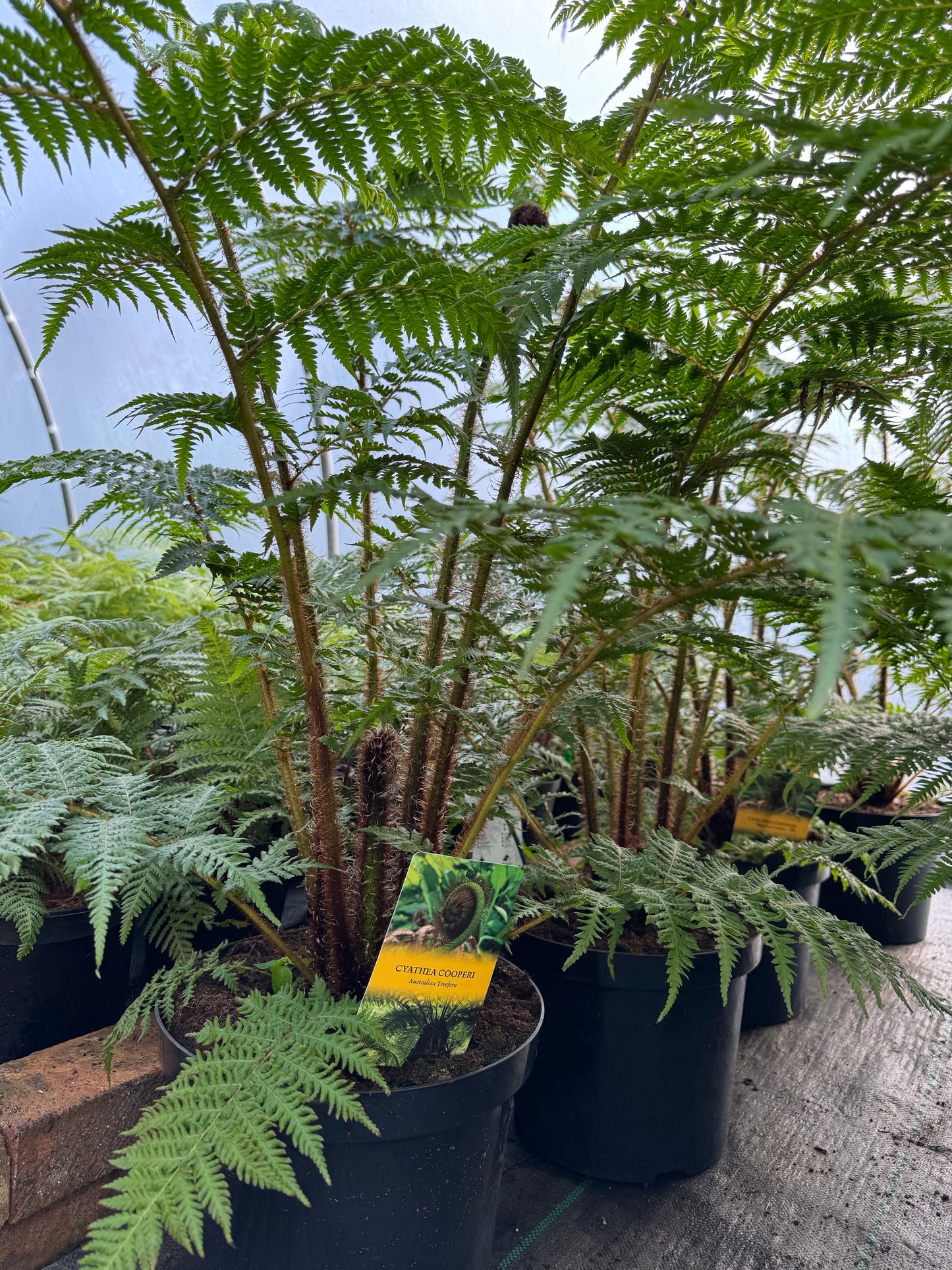Large Cyathea cooperi – Tree fern