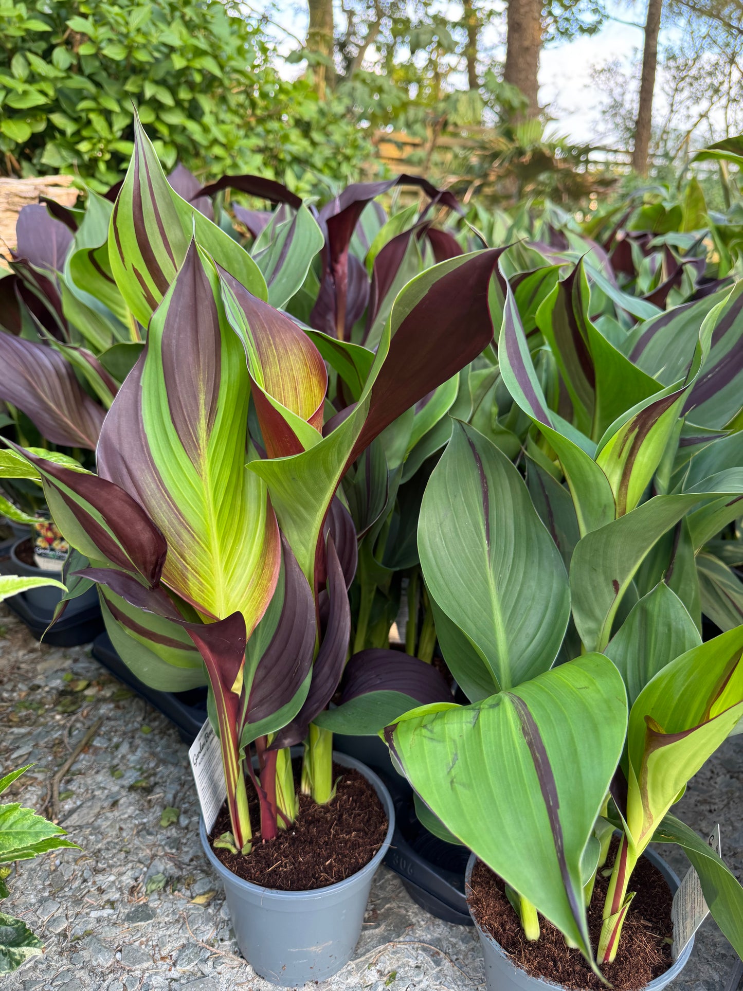 Canna ‘Cleopatra’