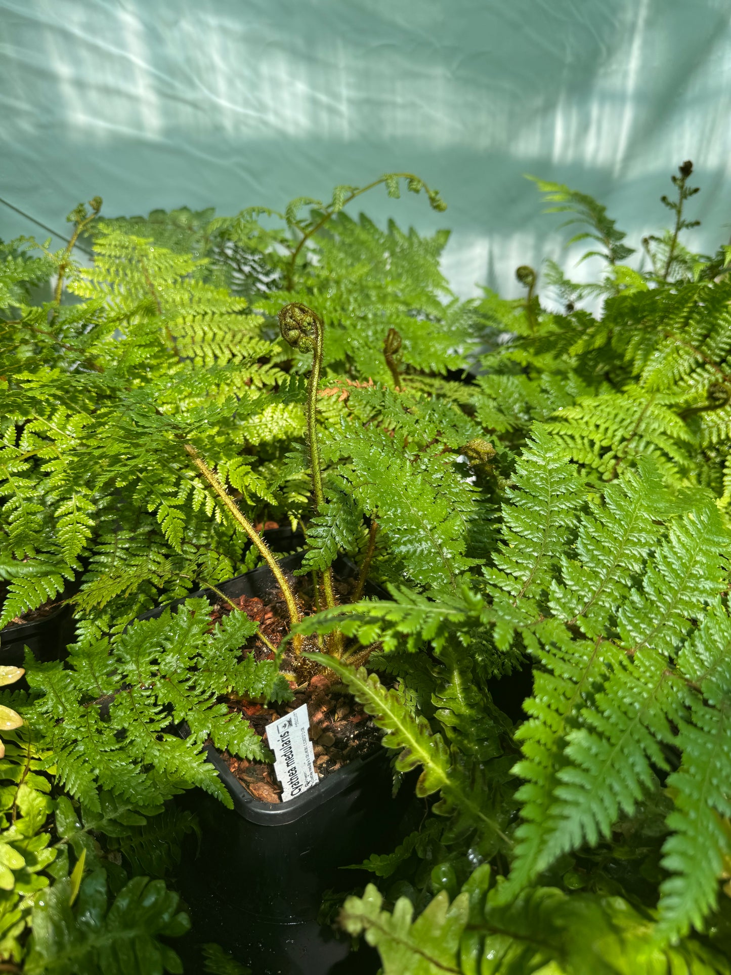 Cyathea medullaris medium