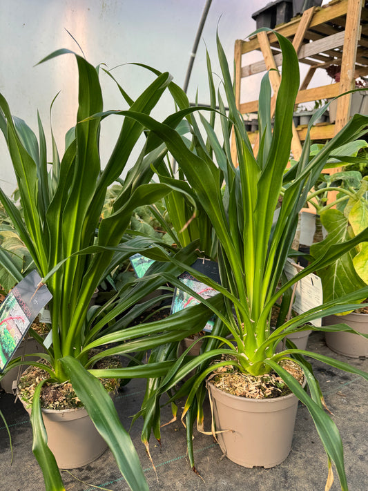 Beschorneria albiflora