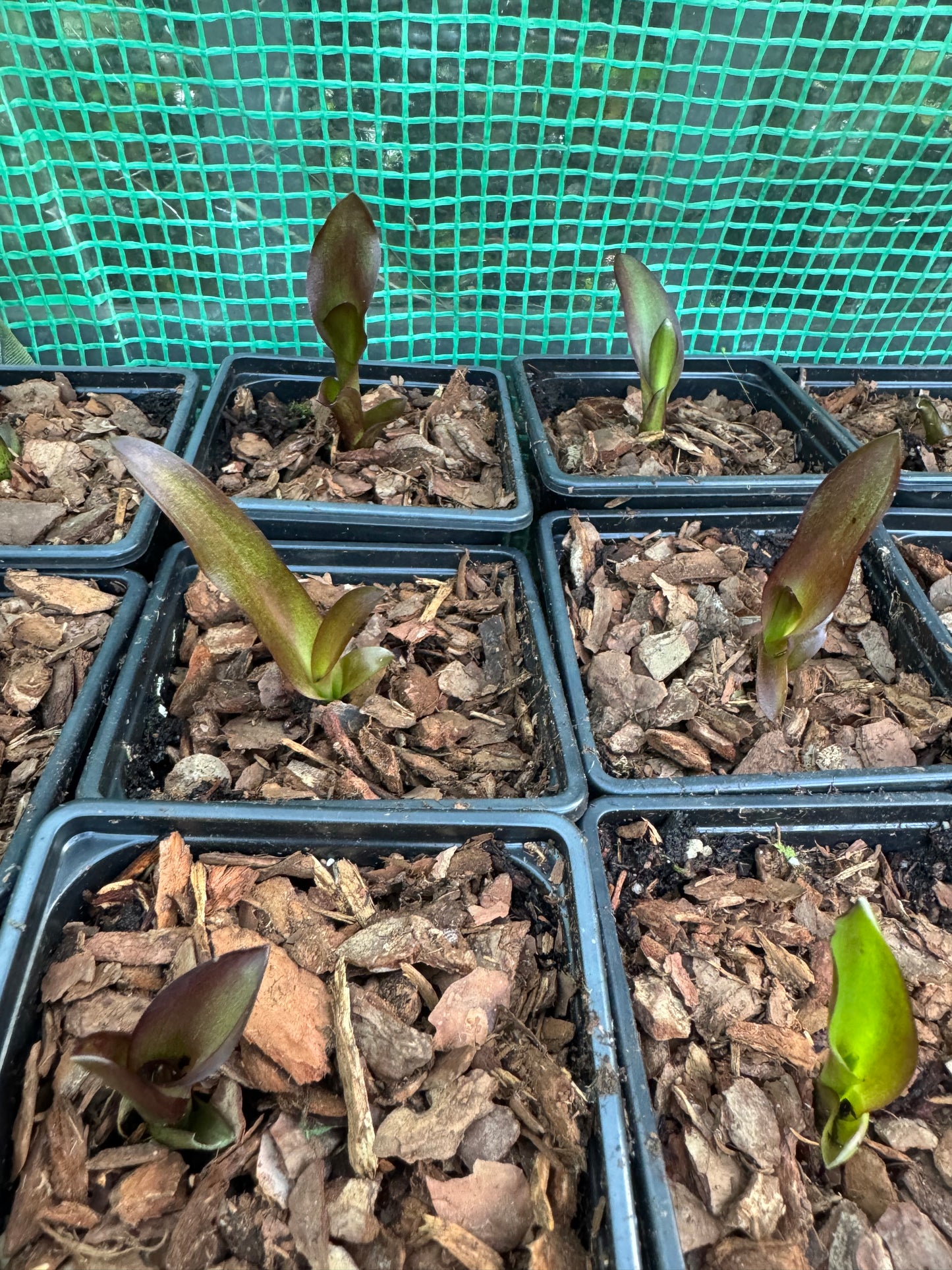 Eucomis 'Sparkling Burgundy'